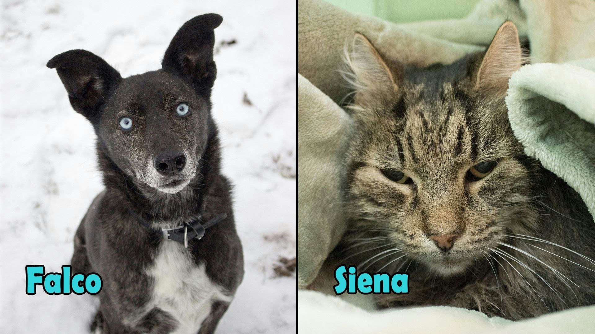 Heute.at - TIKO Kärnten: Falco liebt Kinder über alles