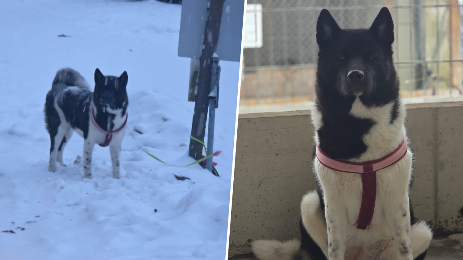 Heute.at - Sind sprachlos – Hündin einfach im Schnee ausgesetzt