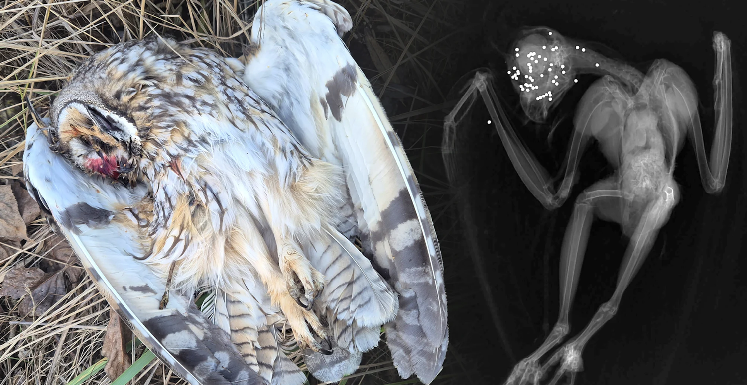 Heute.at - 50 Schrotkugeln! – streng geschützte Eulen getötet