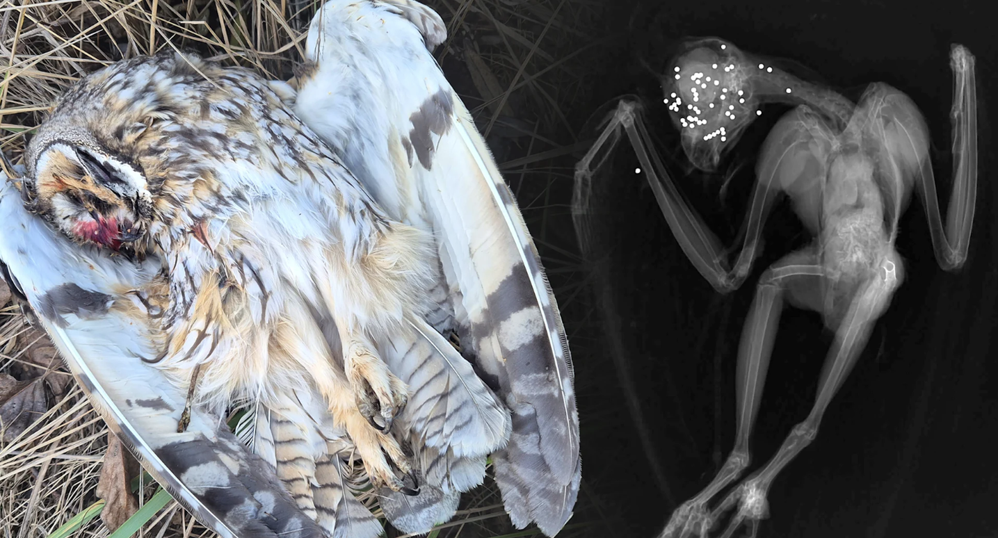 Heute.at - 50 Schrotkugeln! – streng geschützte Eulen getötet