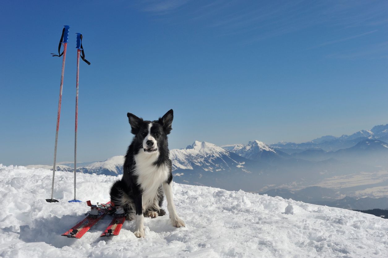 Heute.at - Helmkamera läuft: Hund fast von Lawine verschluckt