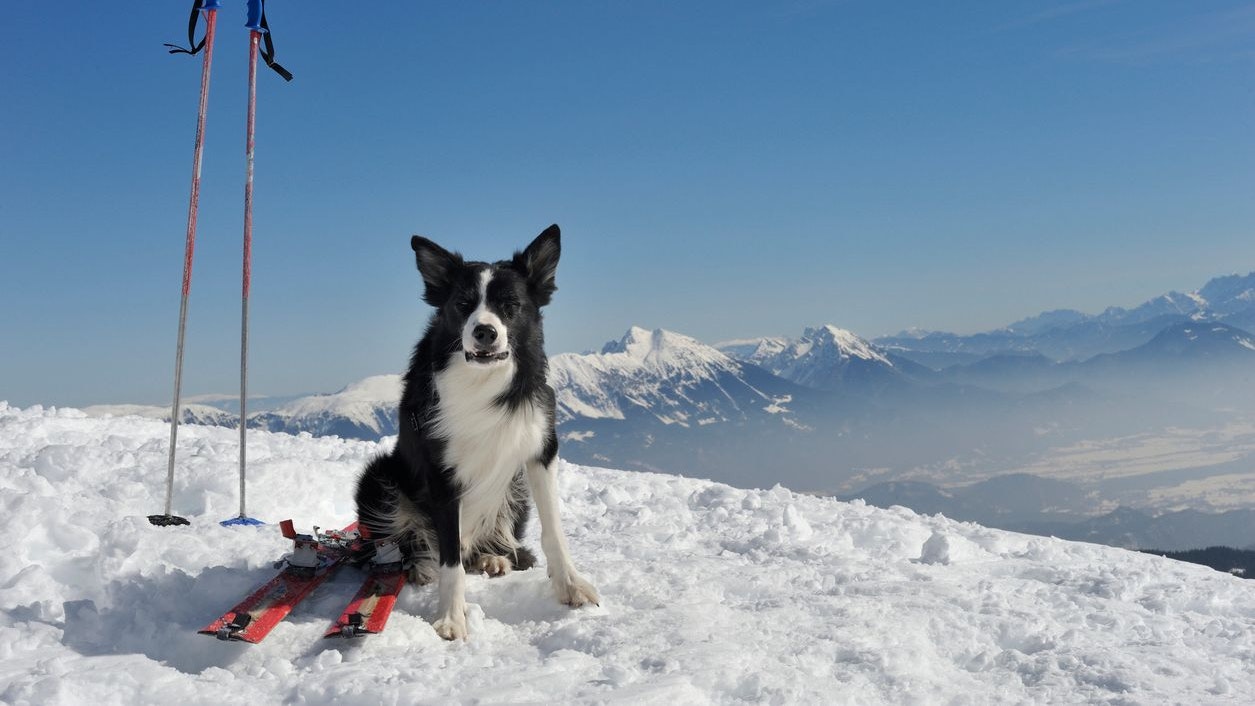 Heute.at - Helmkamera läuft: Hund fast von Lawine verschluckt