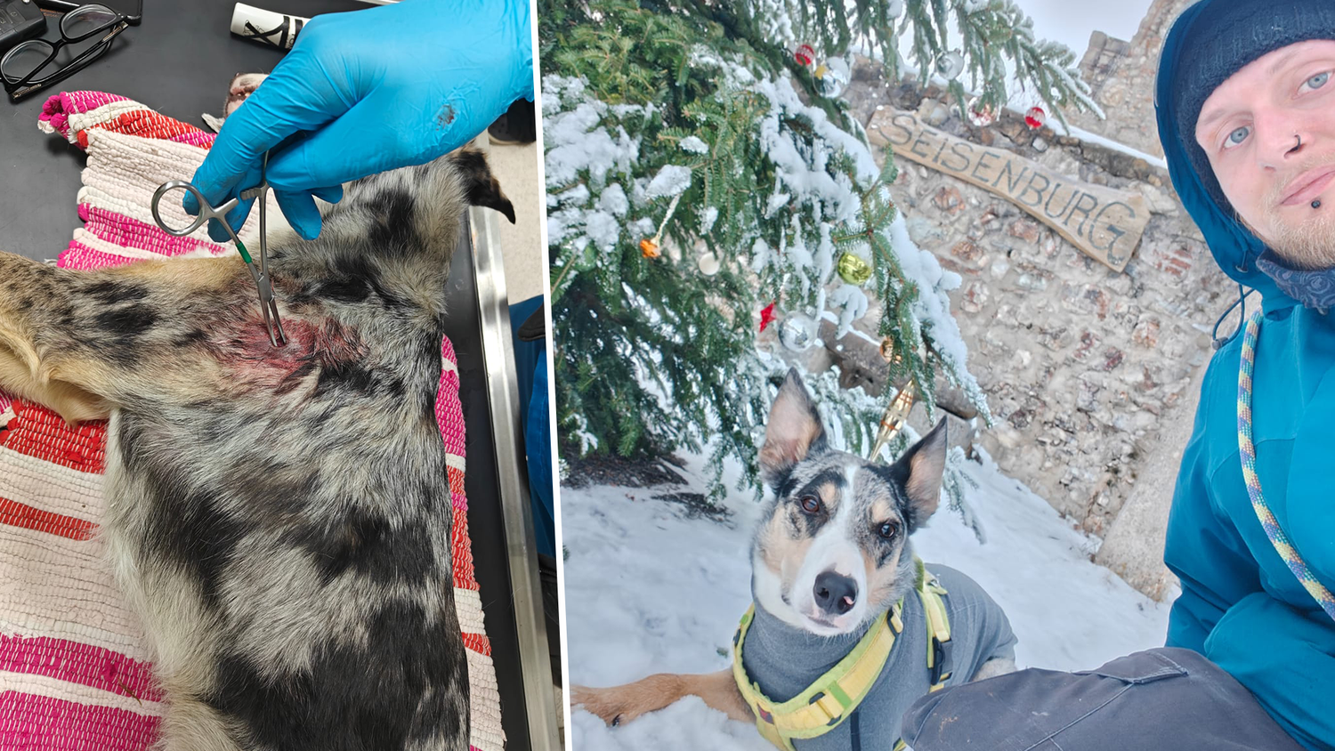 Heute.at - Jäger erschießt Hund – Dachte, es ist ein böser Traum