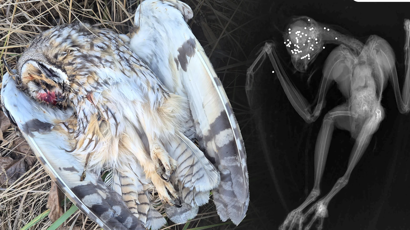 Zwei geschützte Waldohreulen wurden im Gemeindegebiet St. Andrä am Zicksee nachweislich erschossen. 