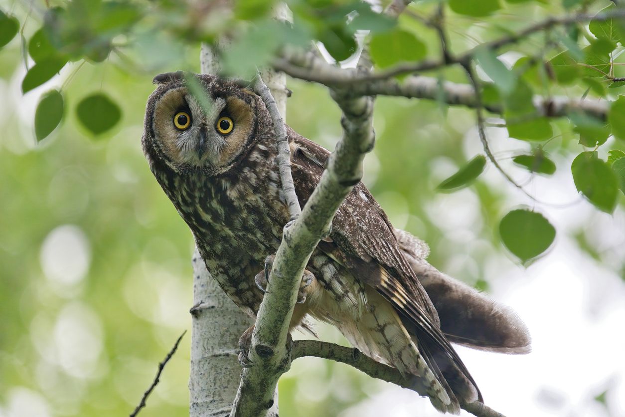 Heute.at - Wieder wurden geschützte Eulen in Neusiedl getötet