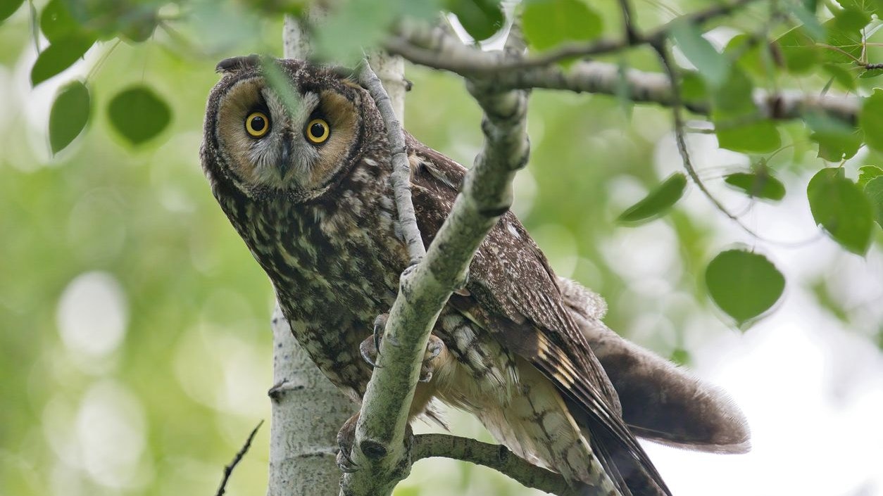 Heute.at - Wieder wurden geschützte Eulen in Neusiedl getötet