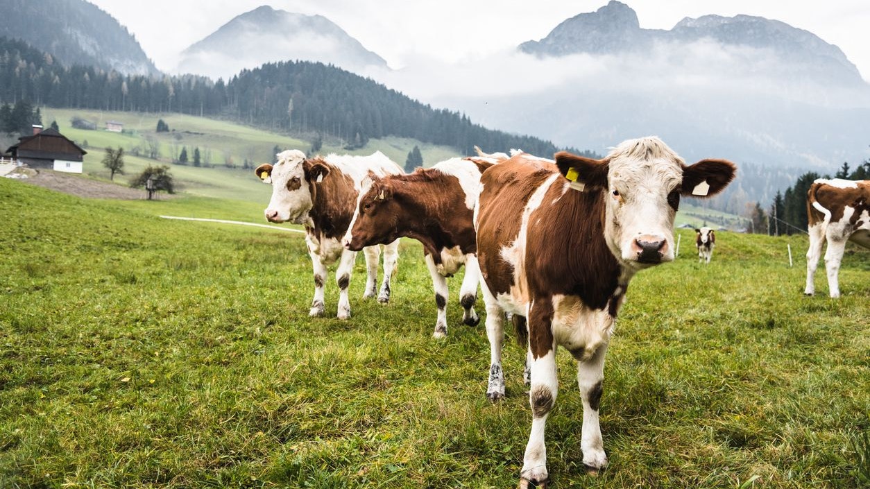 Kühe auf einer Weide in den österreichischen Alpen.