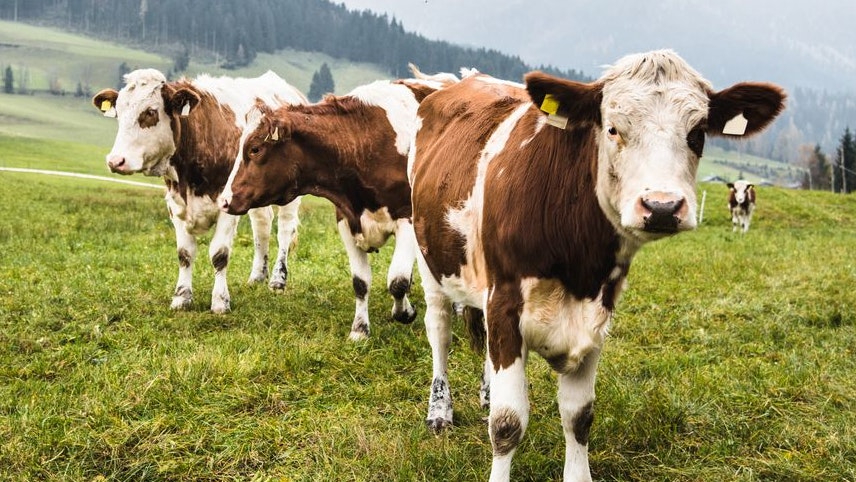 Heute.at - Rinder randalieren auf Autos – Fall geht vor Gericht