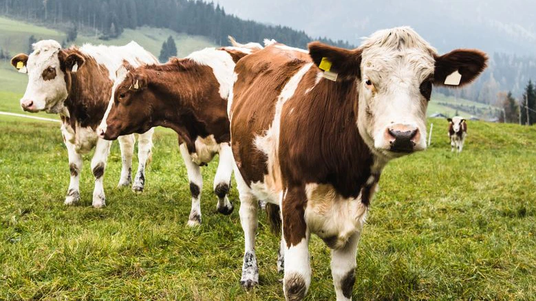 Kühe auf einer Weide in den österreichischen Alpen.