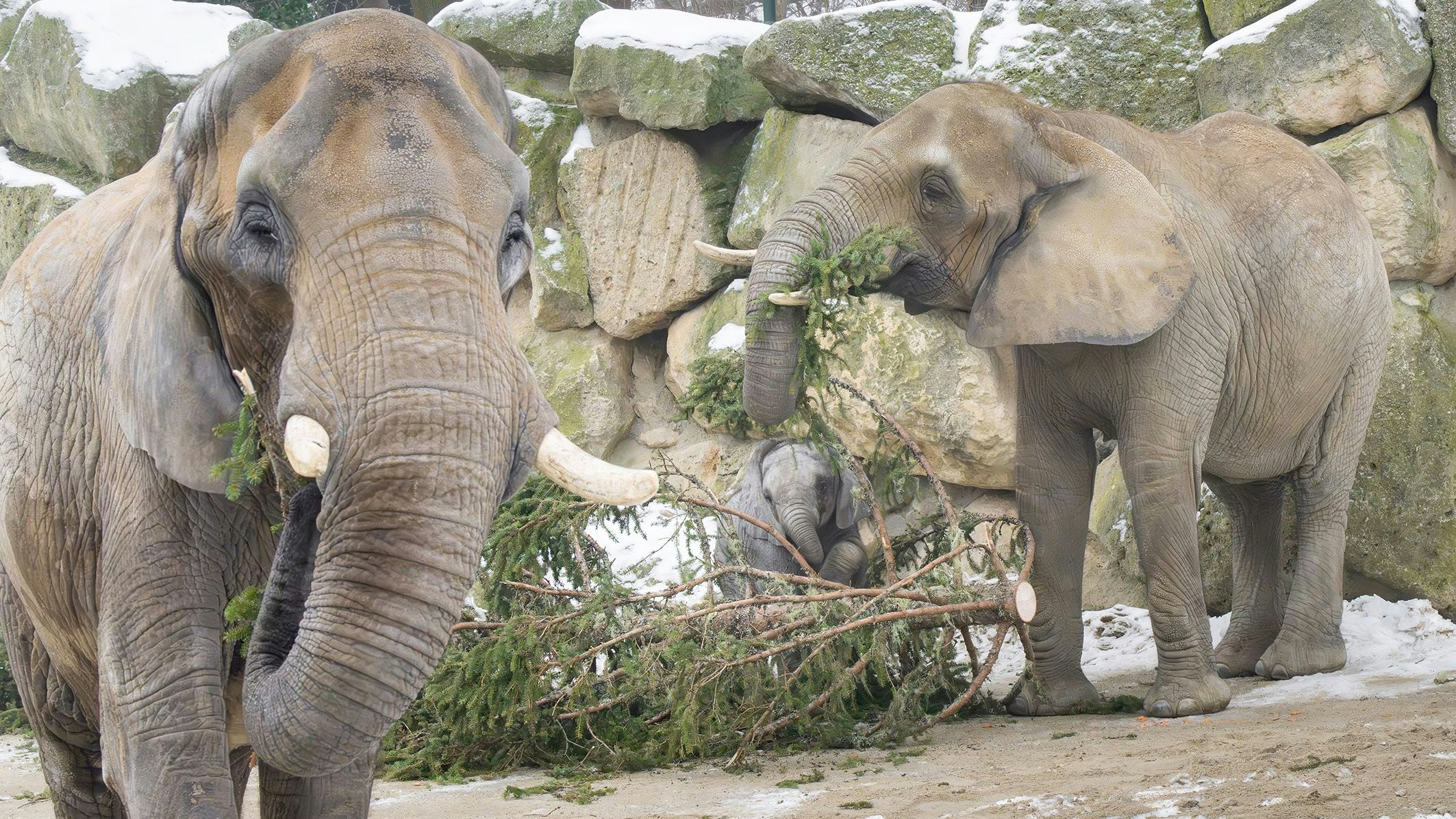 Die ganze Herde hat jetzt mal ordentlich zutun. 