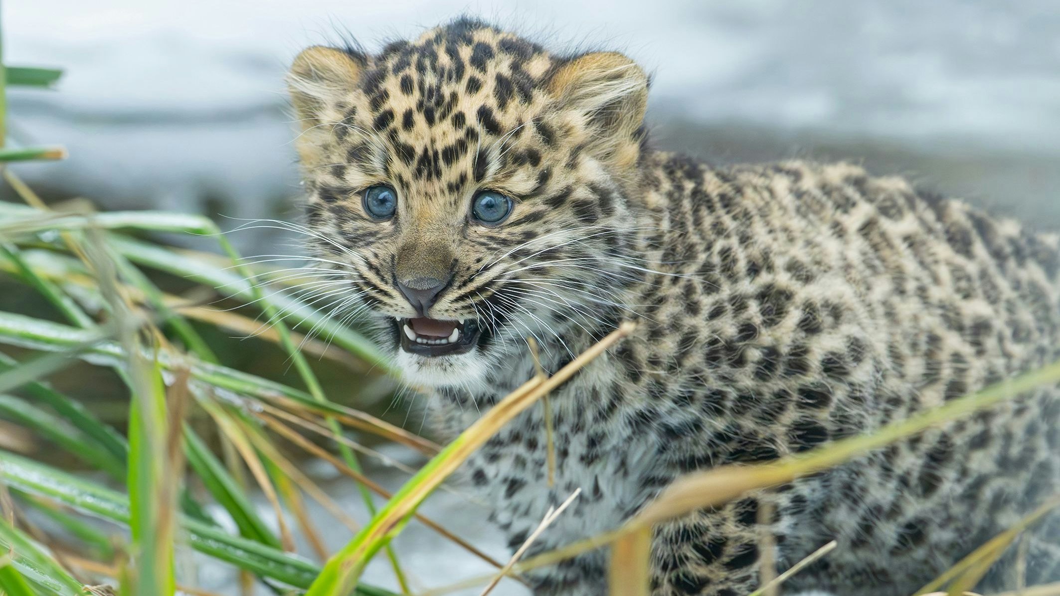 Heute.at - Dieser reizende Bub weiß gar nicht wie wichtig er ist