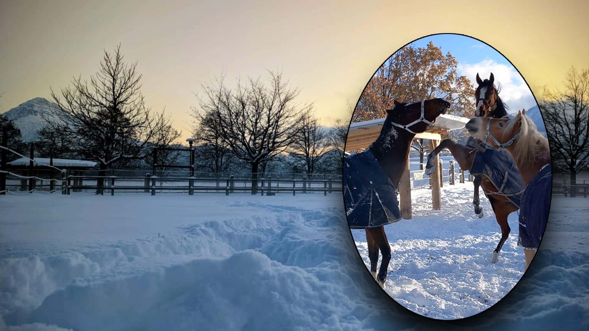 Heute.at - Die Pferde-Schützer haben eine ungewöhnliche Bitte