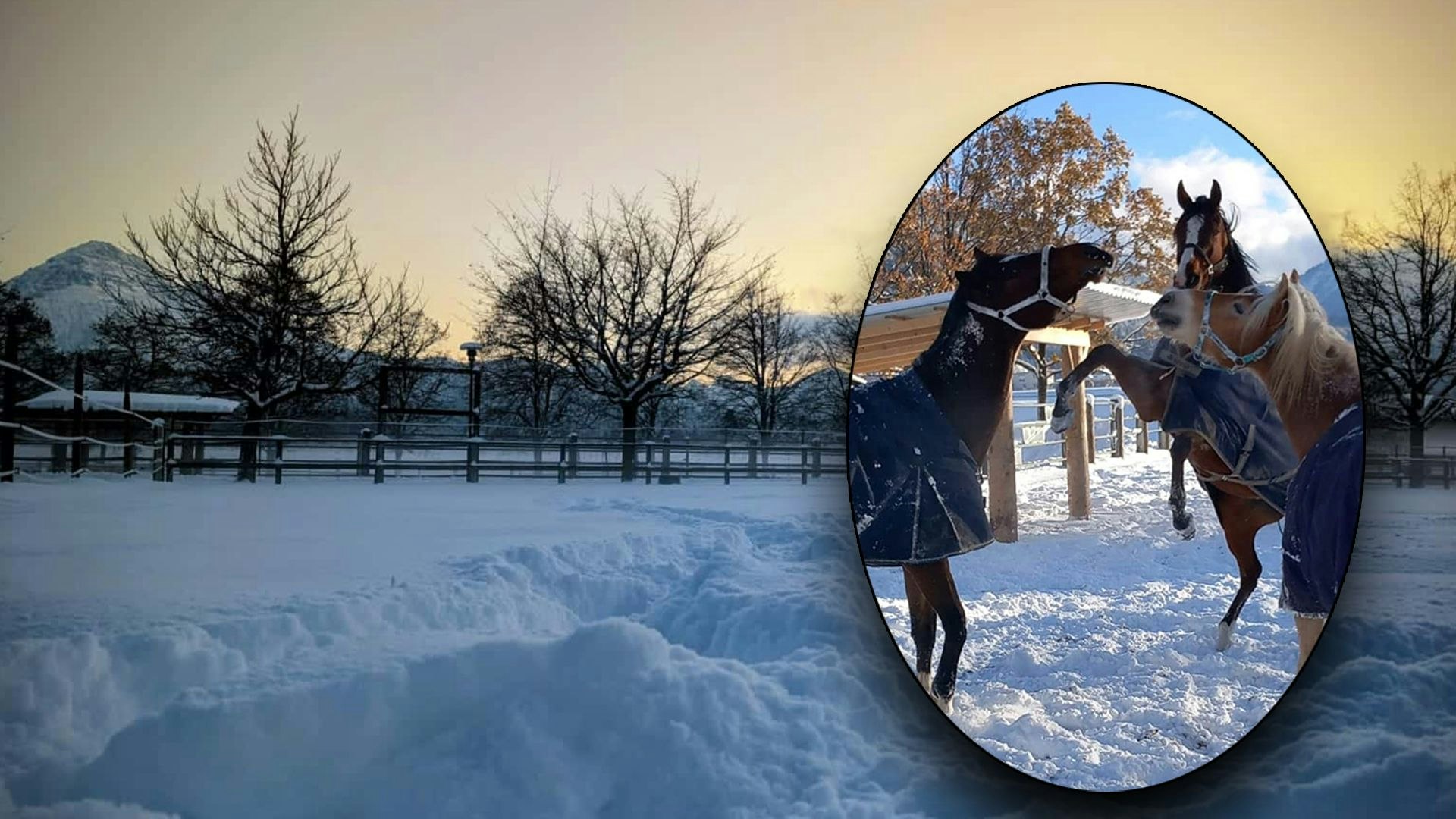 Heute.at - Die Pferde-Schützer haben eine ungewöhnliche Bitte