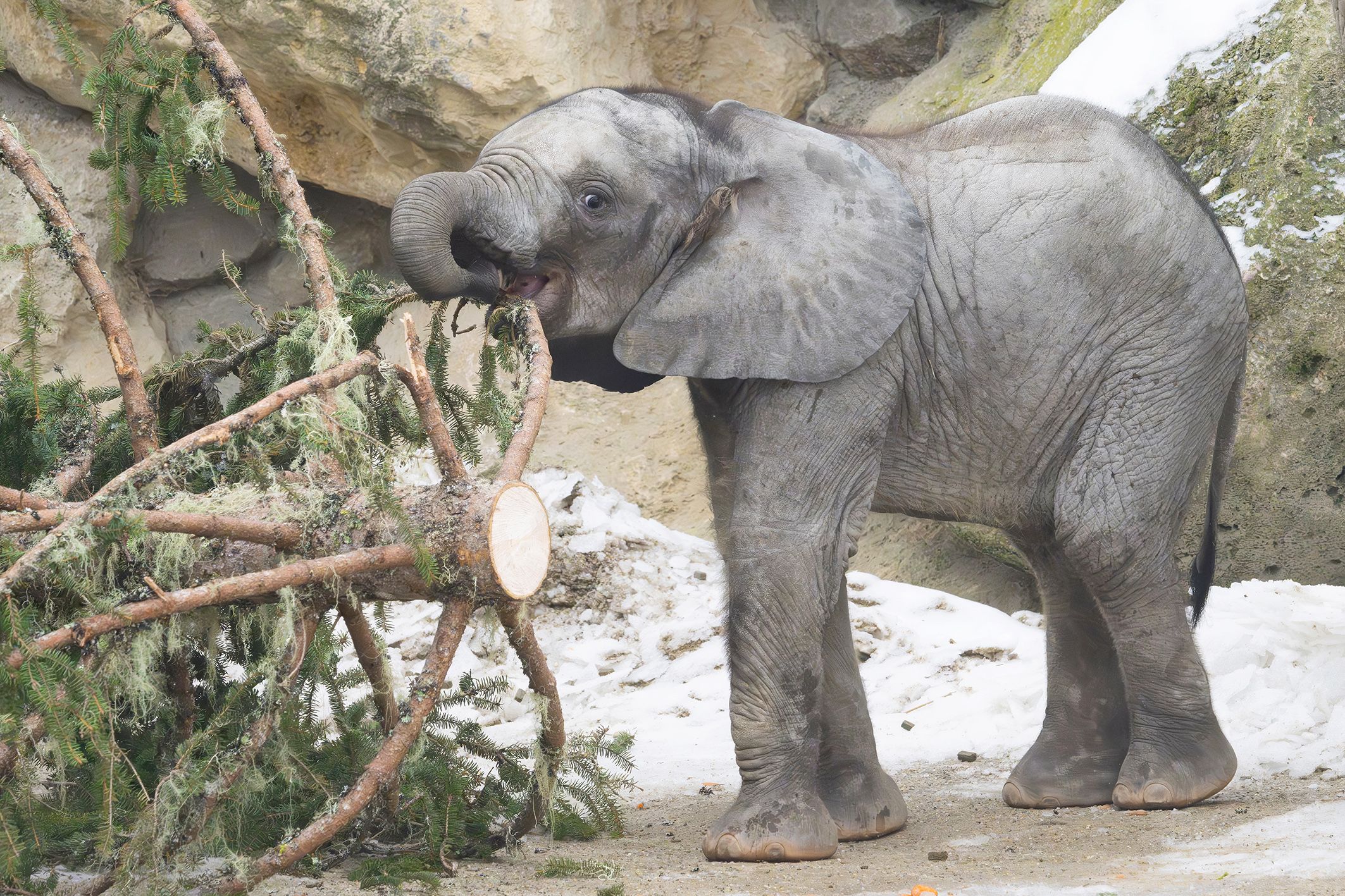 Heute.at - Der Schloss-Christbaum wurde wieder perfekt entsorgt