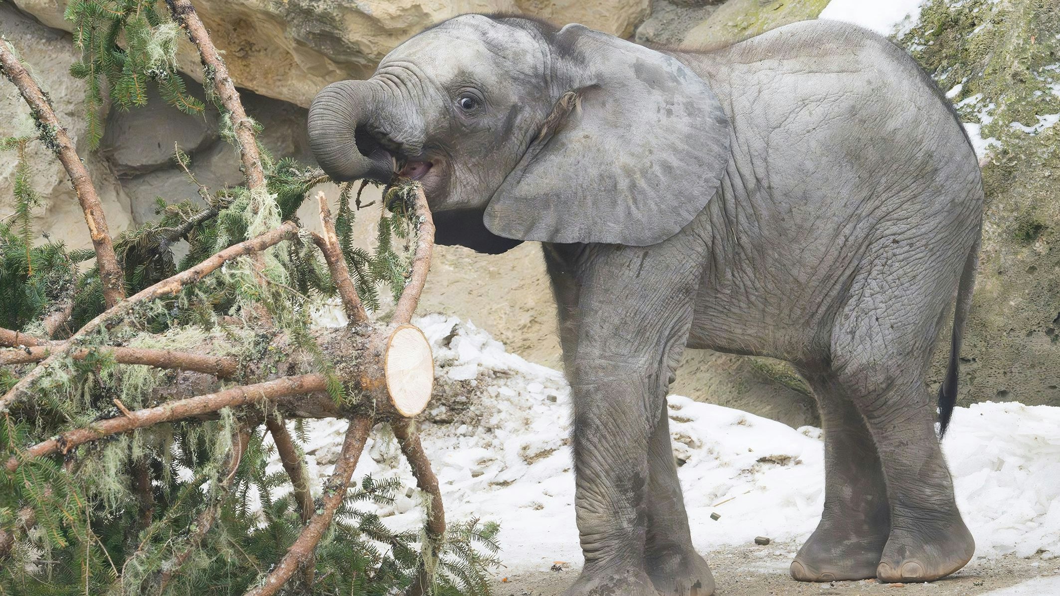 Heute.at - Der Schloss-Christbaum wurde wieder perfekt entsorgt
