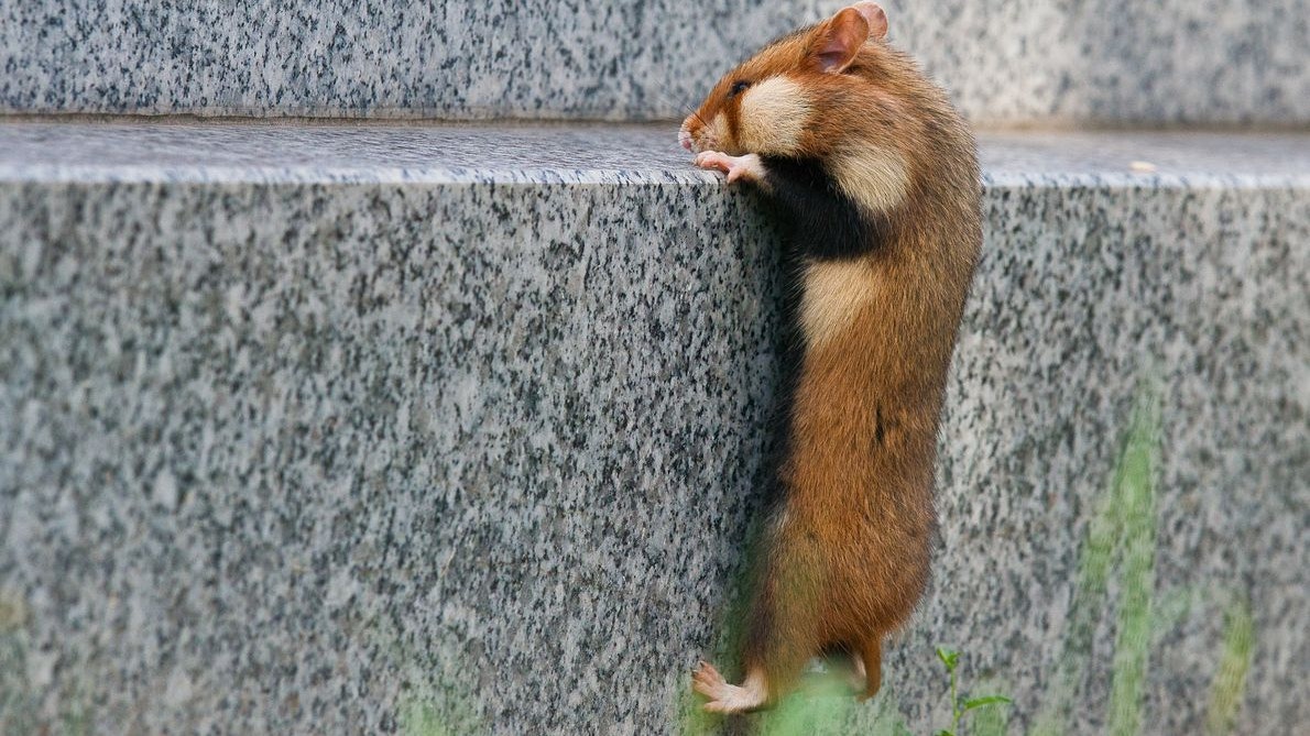 Heute.at - Fünf Wiener Fälle: Tierschützer ziehen Bilanz aus 2025