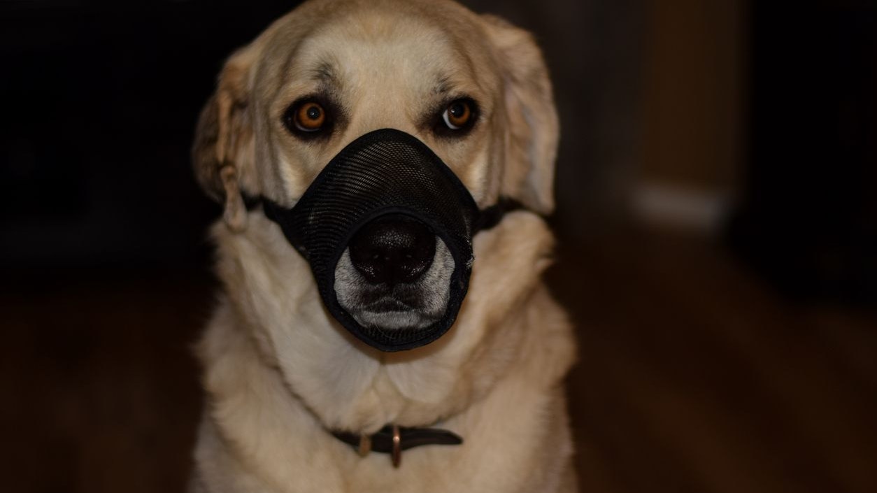 Im Internet werden "Maulschlaufen" nach wie vor gerne als "humane Maulkörbe" bezeichnet, obwohl sie genau das Gegenteil darstellen: Der Hund kann sein Maul kaum öffnen, kann nicht trinken, nicht hecheln und im Fall von Übelkeit würde er ersticken.