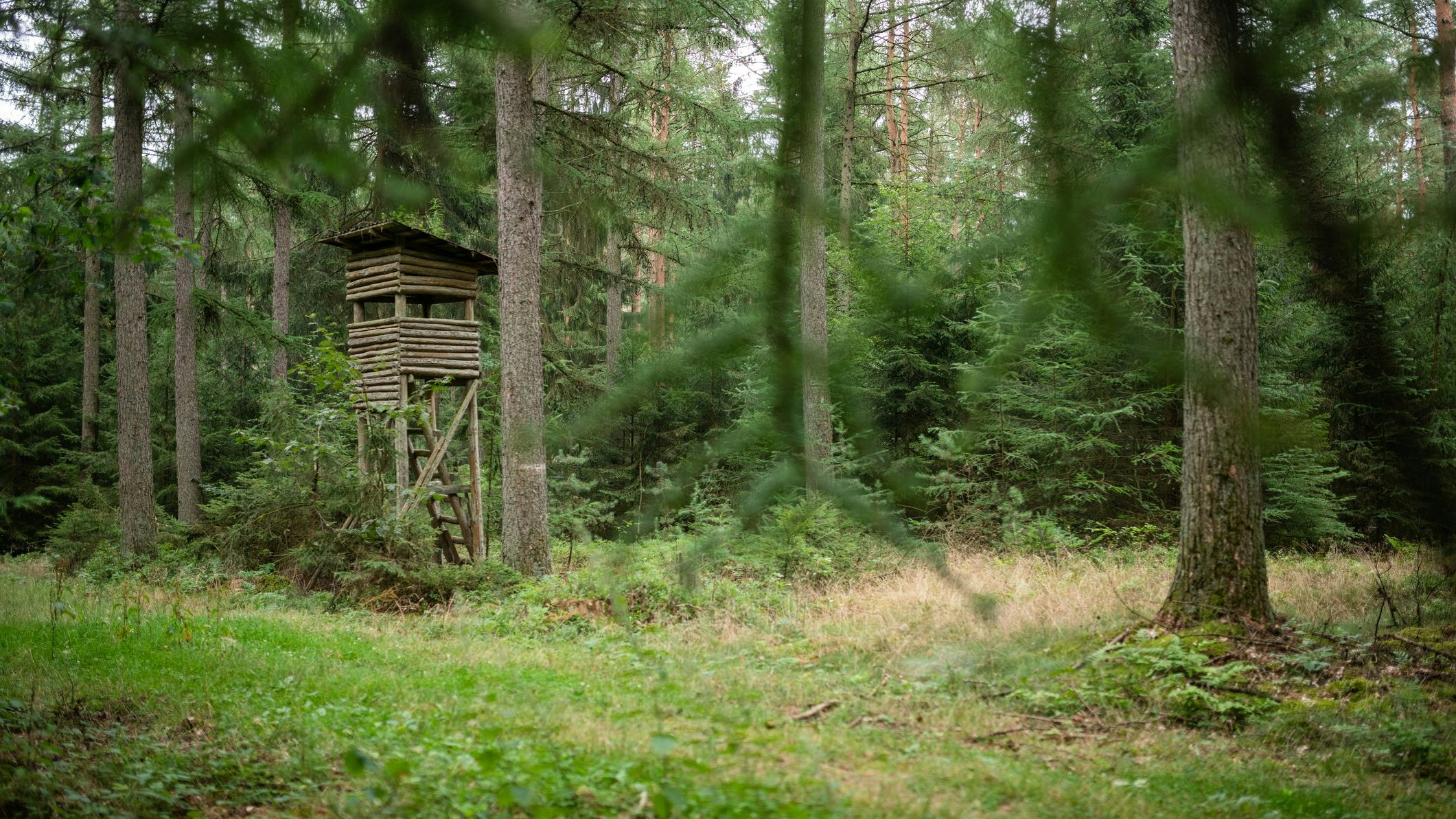 Heute.at - Jäger (48) erschießt Hund bei Fuchsjagd