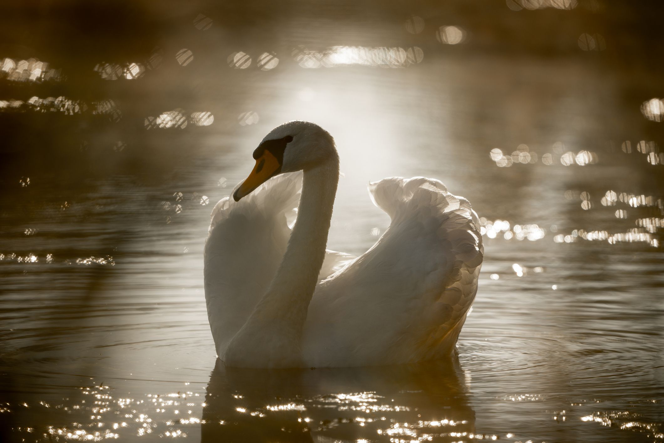 Heute.at - Schwan geköpft – Polizei macht Jagd auf Tierquäler