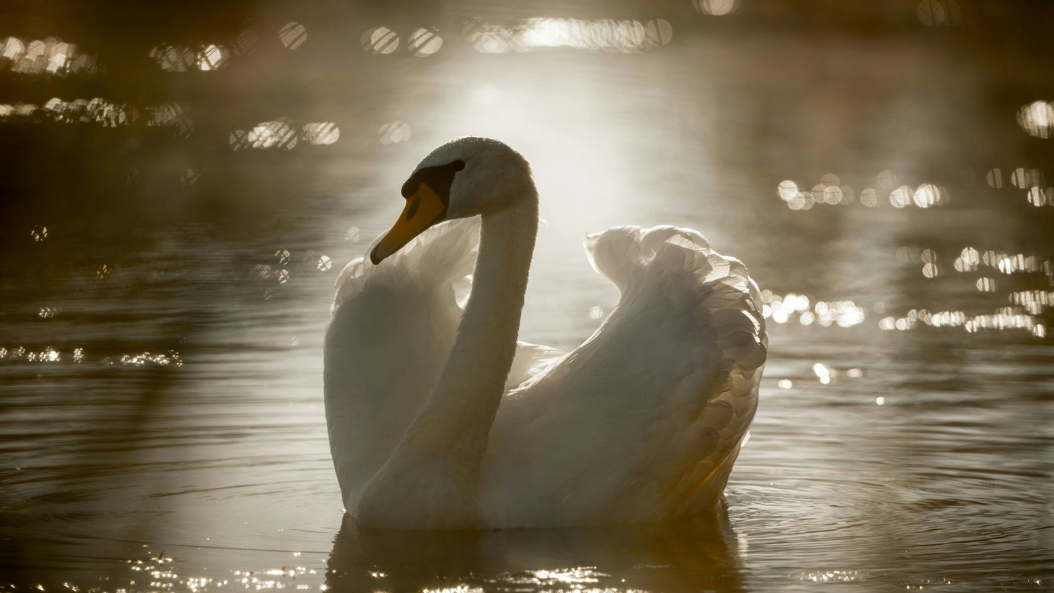 Heute.at - Schwan geköpft – Polizei macht Jagd auf Tierquäler