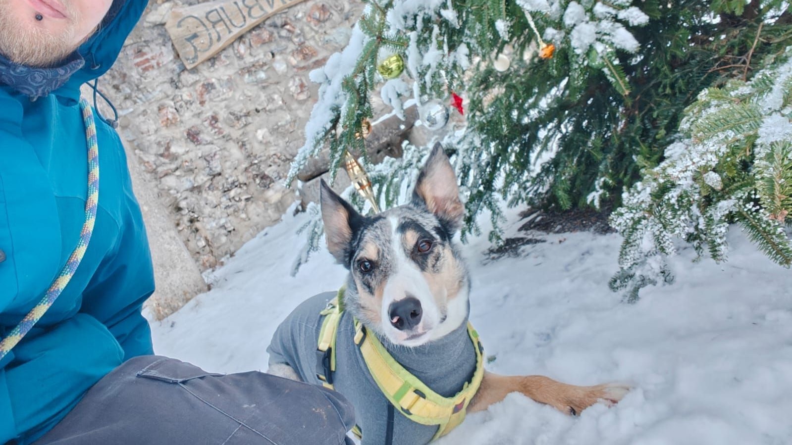Dieses Foto nahm Besitzer Fabian P. nur rund eine halbe Stunde vor dem tödlichen Schuss auf. Klar zu erkennen sind hier der Hundepullover und das neonfarbene Geschirr von "Cooper".