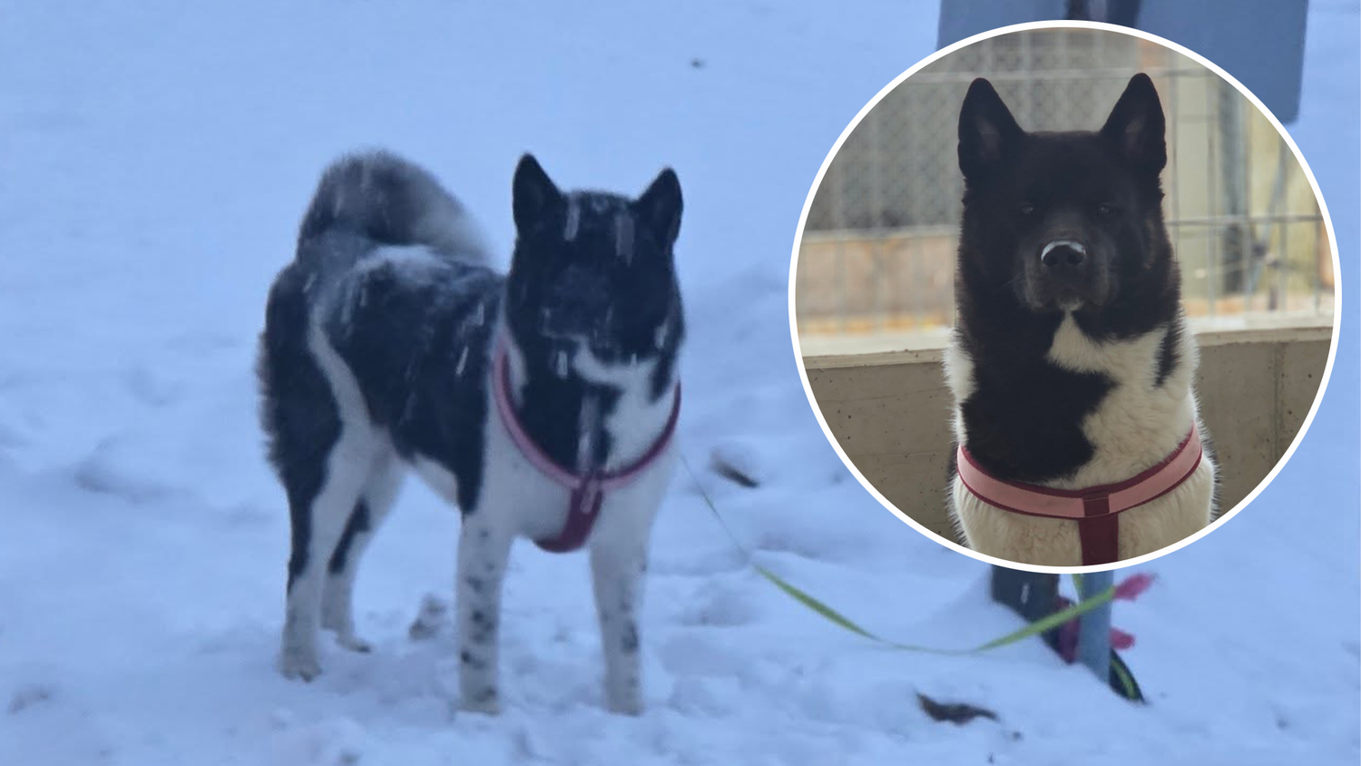 Heute.at - Hündin im Schnee zurückgelassen – Besitzer ausgeforscht