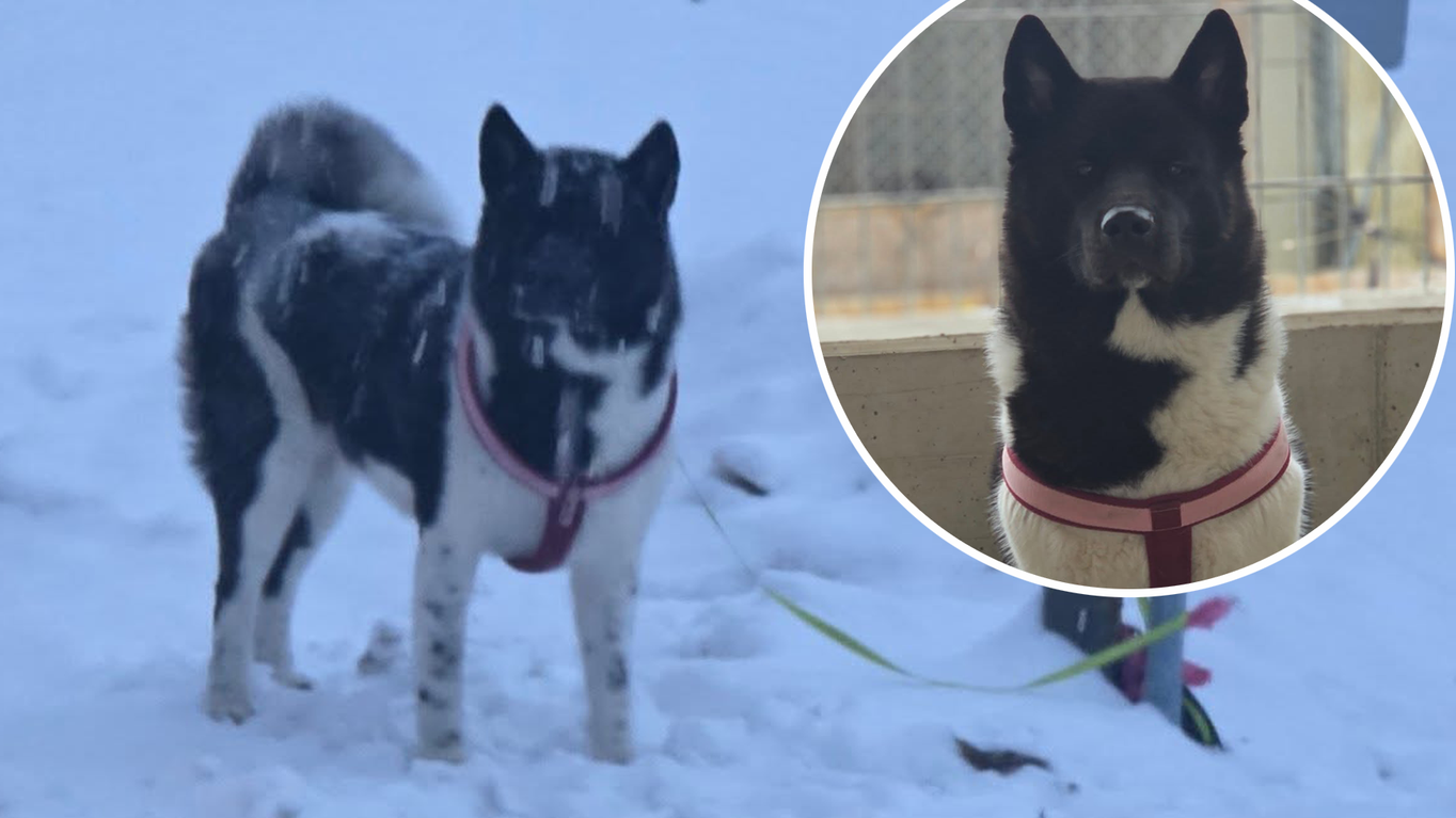 Heute.at - Hündin im Schnee zurückgelassen – Besitzer ausgeforscht