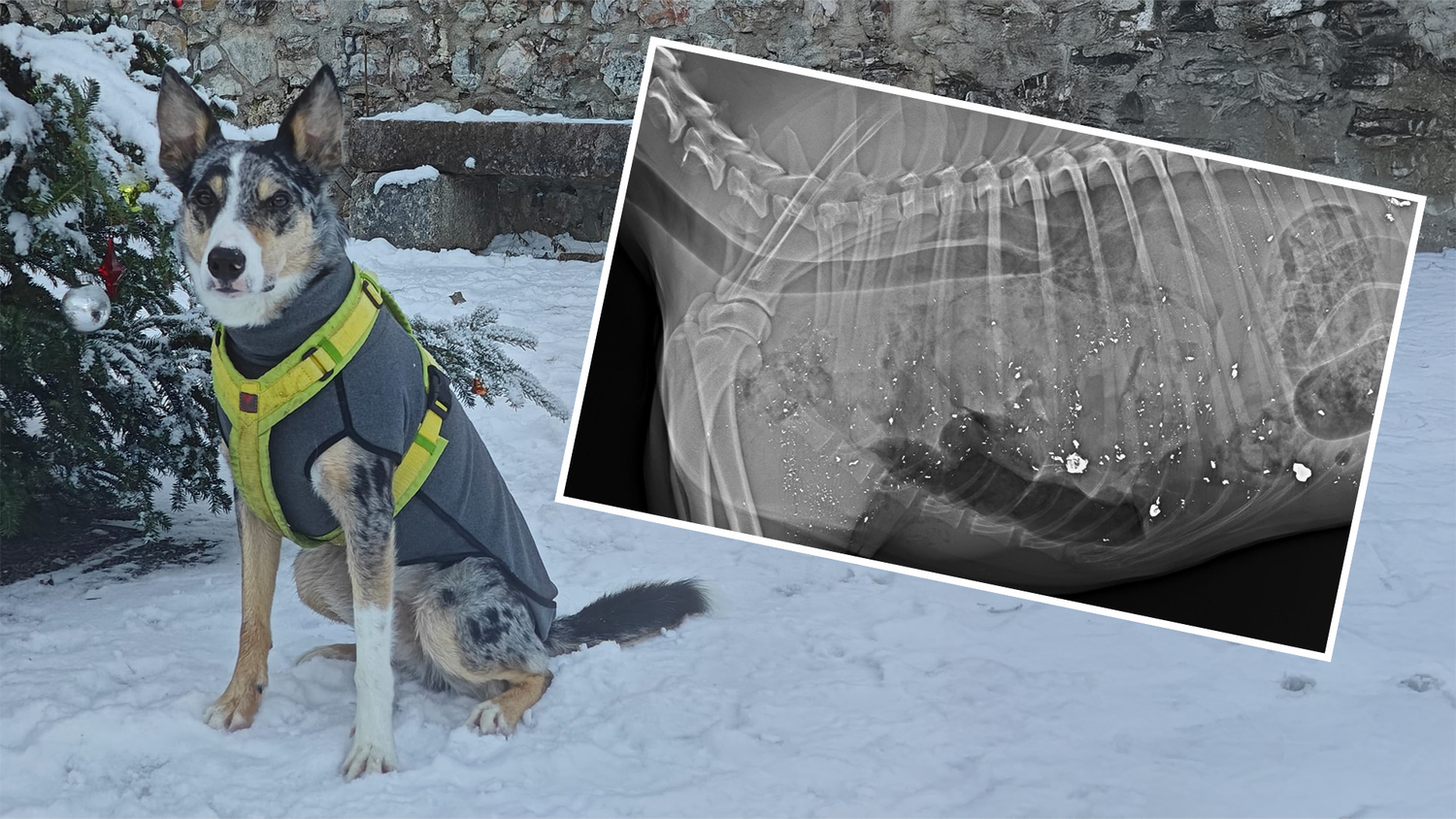 Heute.at - Fassungslos – politischer Druck nach tödlichem Schuss