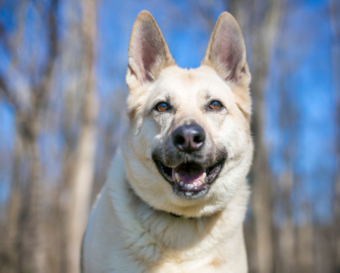 Heute.at - Erschossen! Auch steirischer Jäger hält Hund für Fuchs