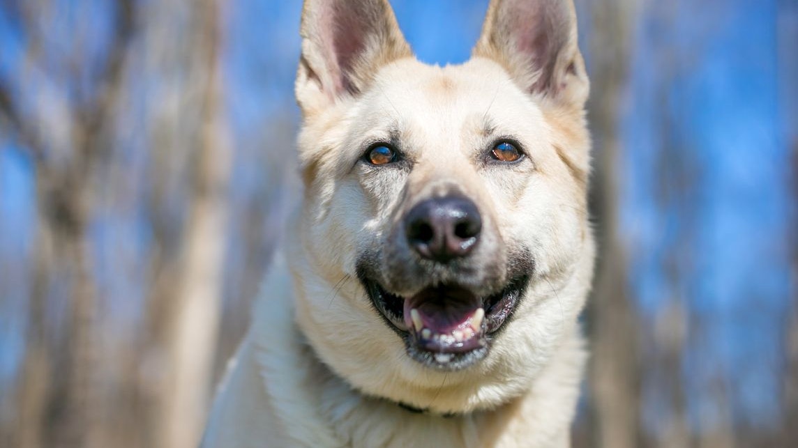 Heute.at - Erschossen! Auch steirischer Jäger hält Hund für Fuchs