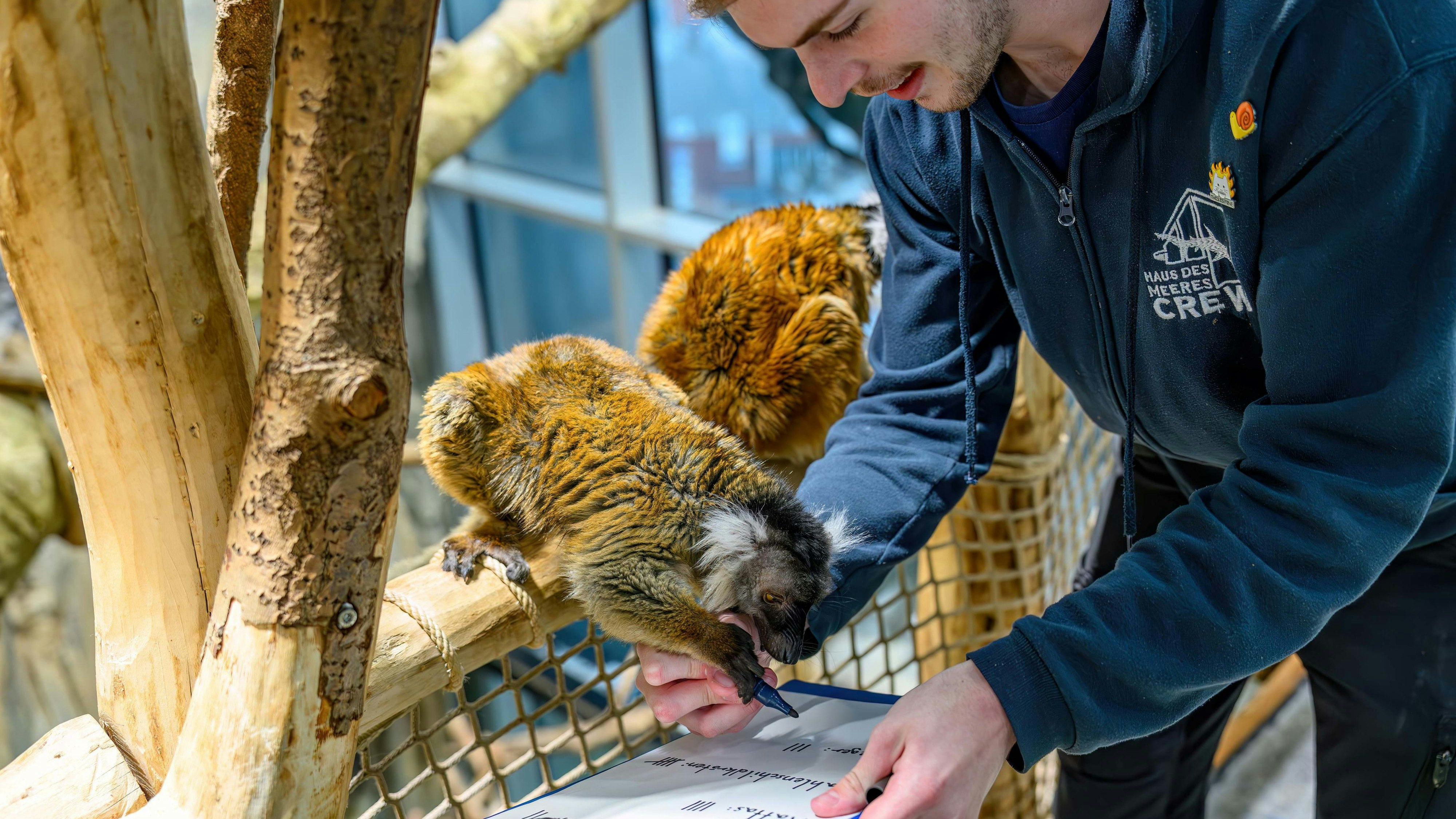 Lemuren helfen bei der tierischen "Volkszählung". 