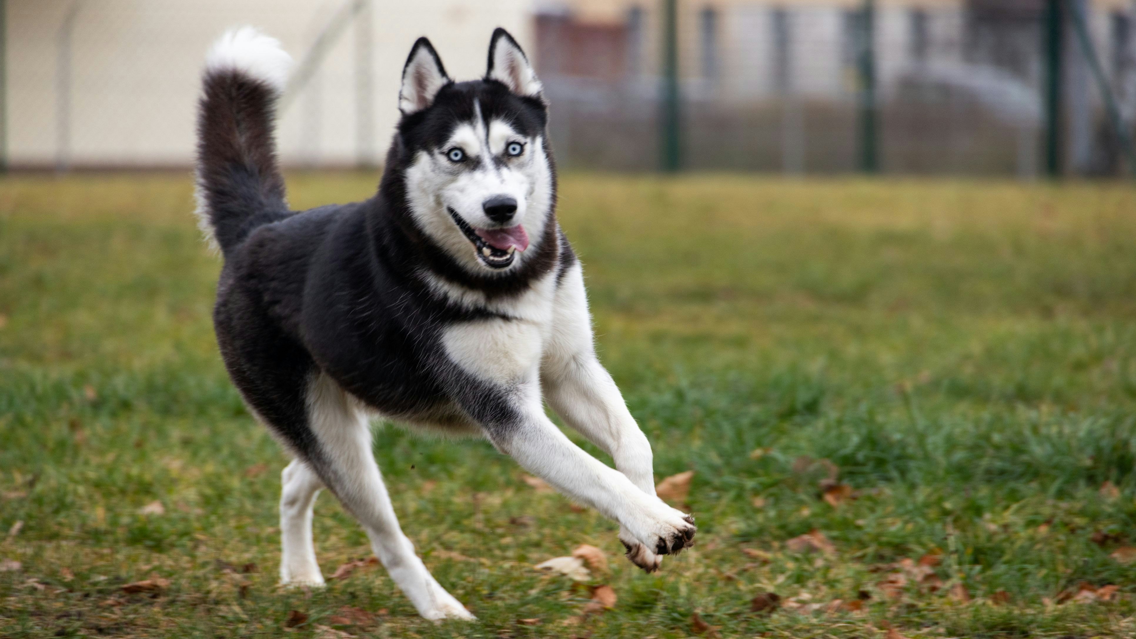 Heute.at - Traumatisches Schicksal – Huskys suchen neues Zuhause