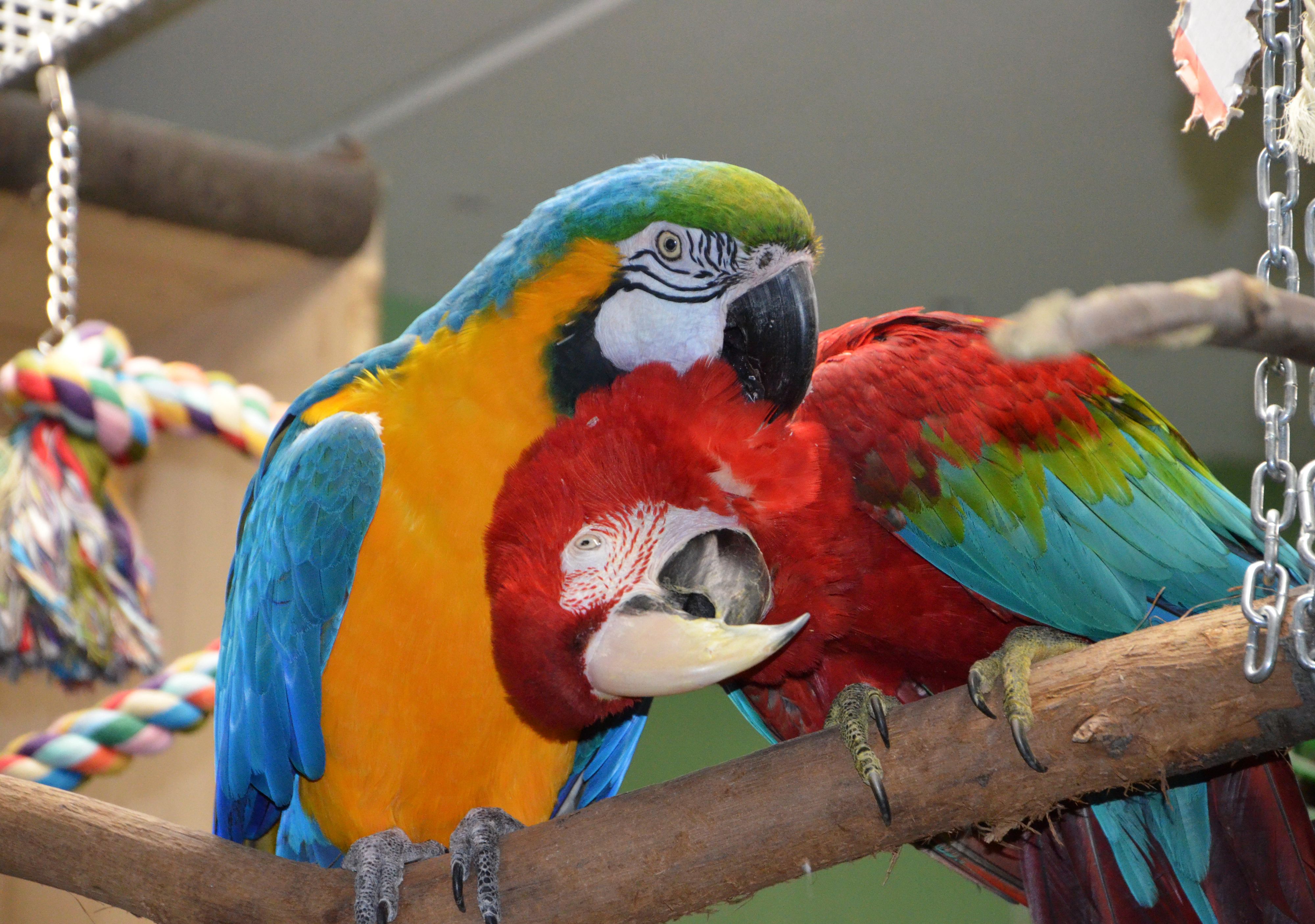 Heute.at - Hilf mit! 150 Papageien ziehen jetzt nach Simmering