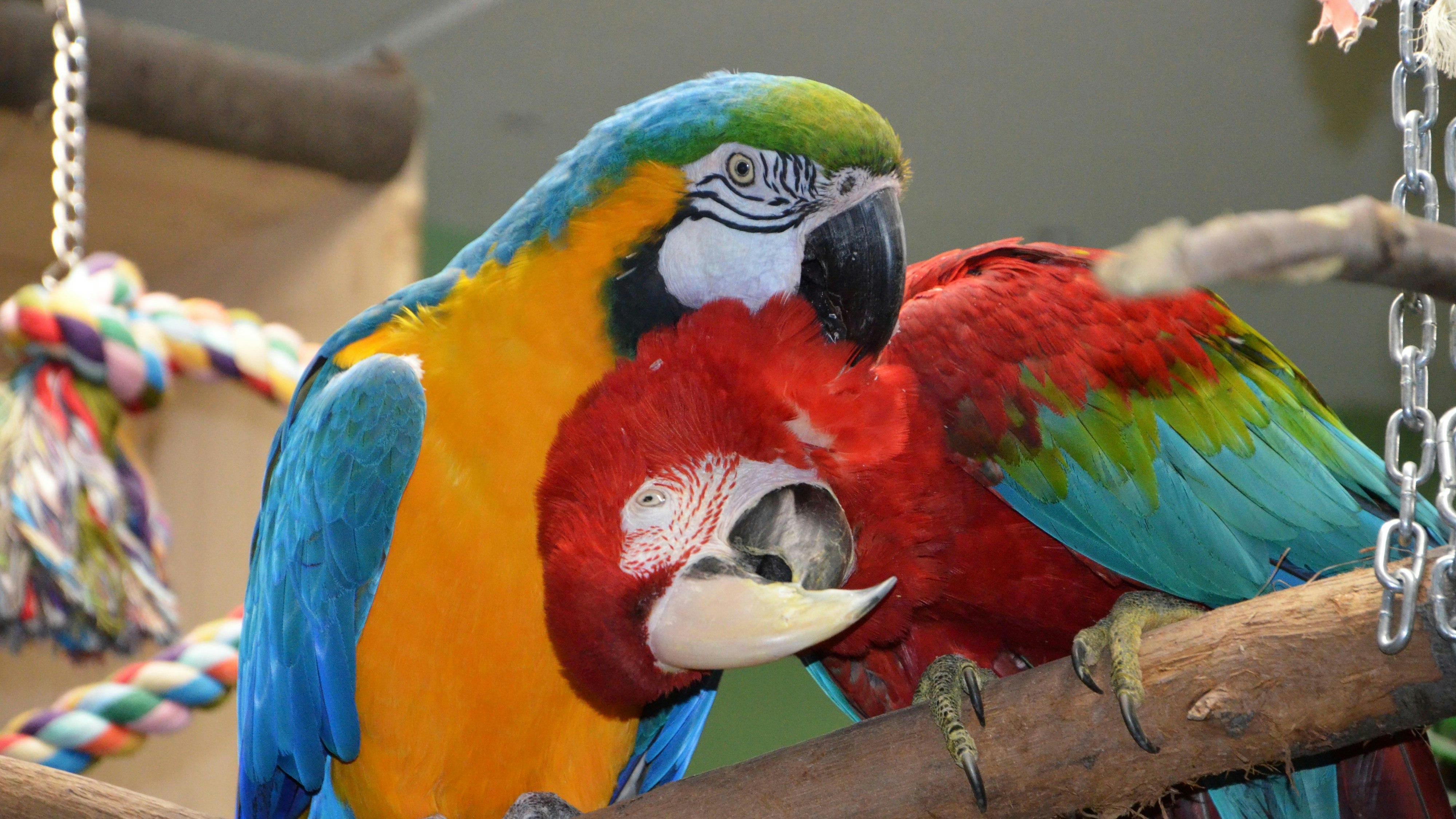 Heute.at - Hilf mit! 150 Papageien ziehen jetzt nach Simmering