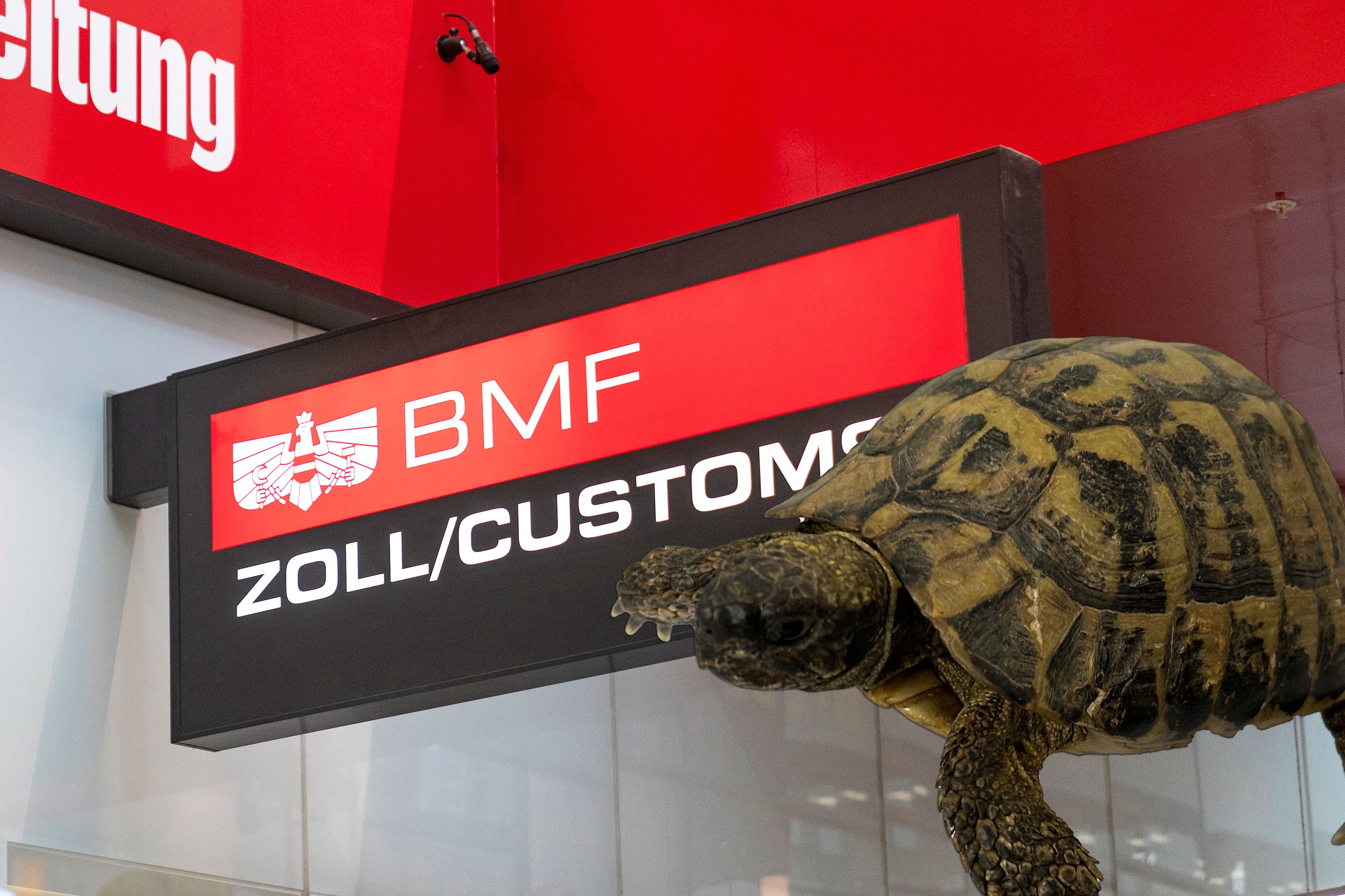Griechische Landschildkröte vor einem Zoll-Schild des BMF: Das Tier wurde bei einer Kontrolle sichergestellt und vor dem illegalen Handel gerettet.