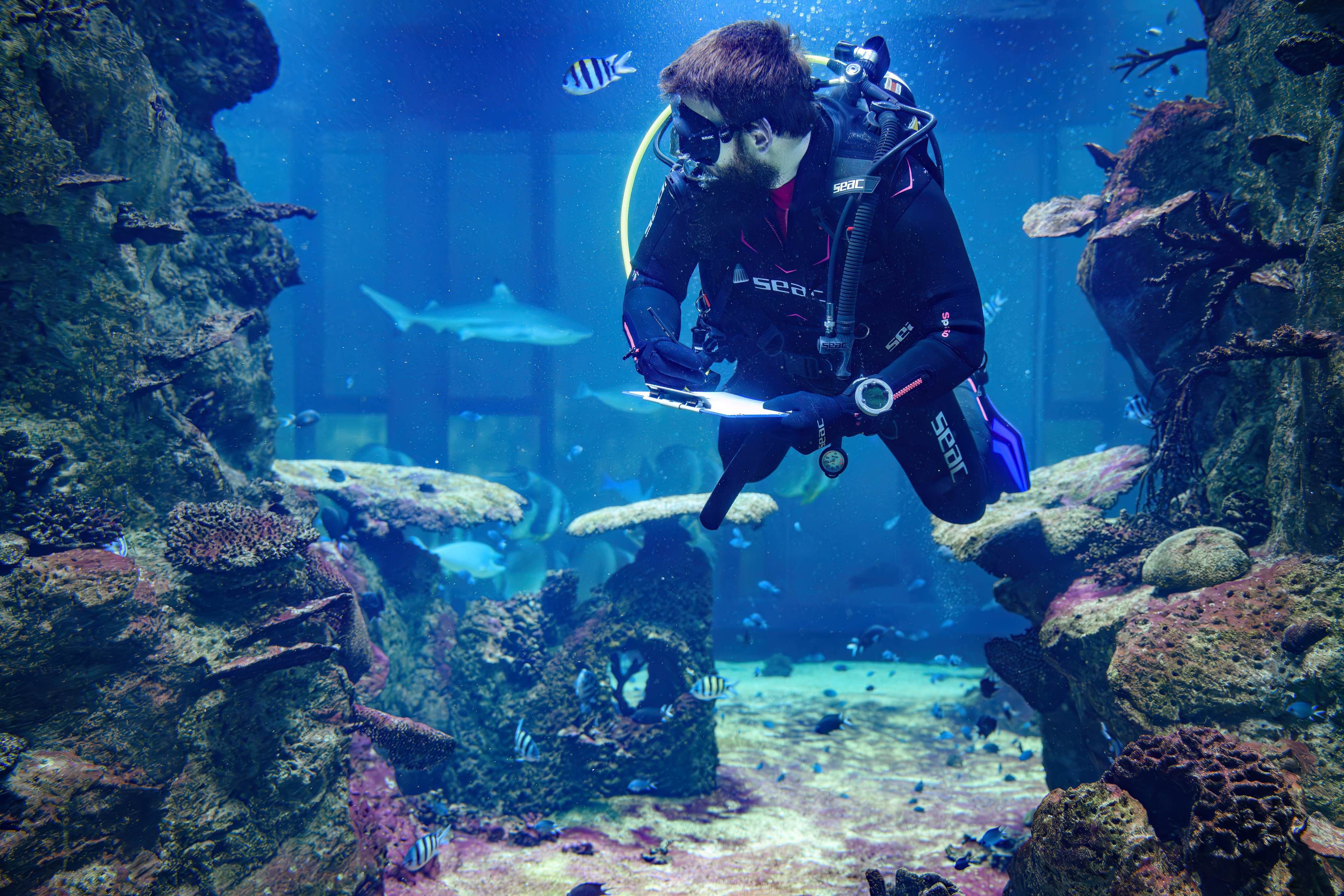 Im Aquarium werden Fische unter Wasser gezählt. 