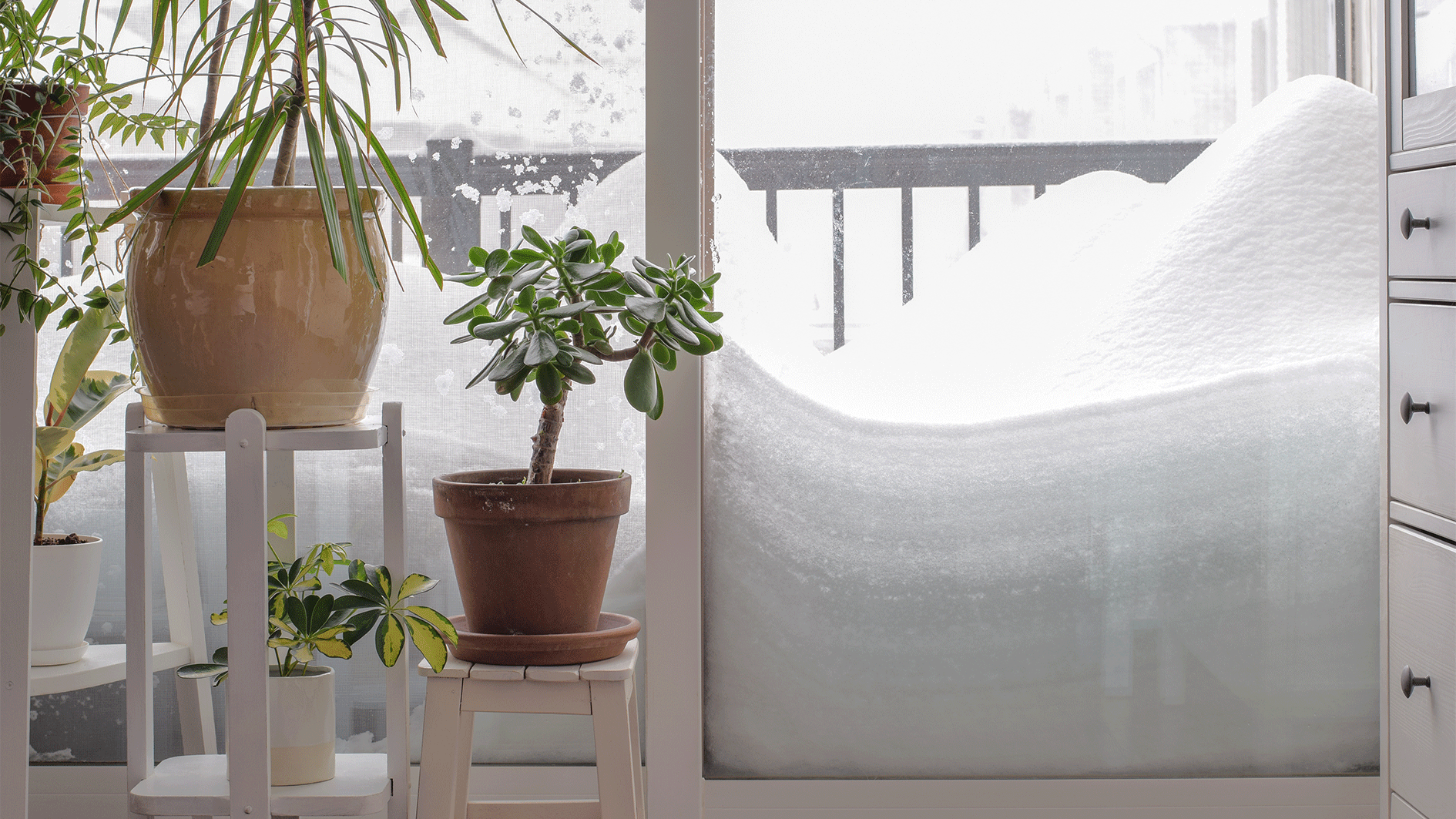 Heute.at - Eisig! Diese beliebten Balkonpflanzen frieren jetzt ein