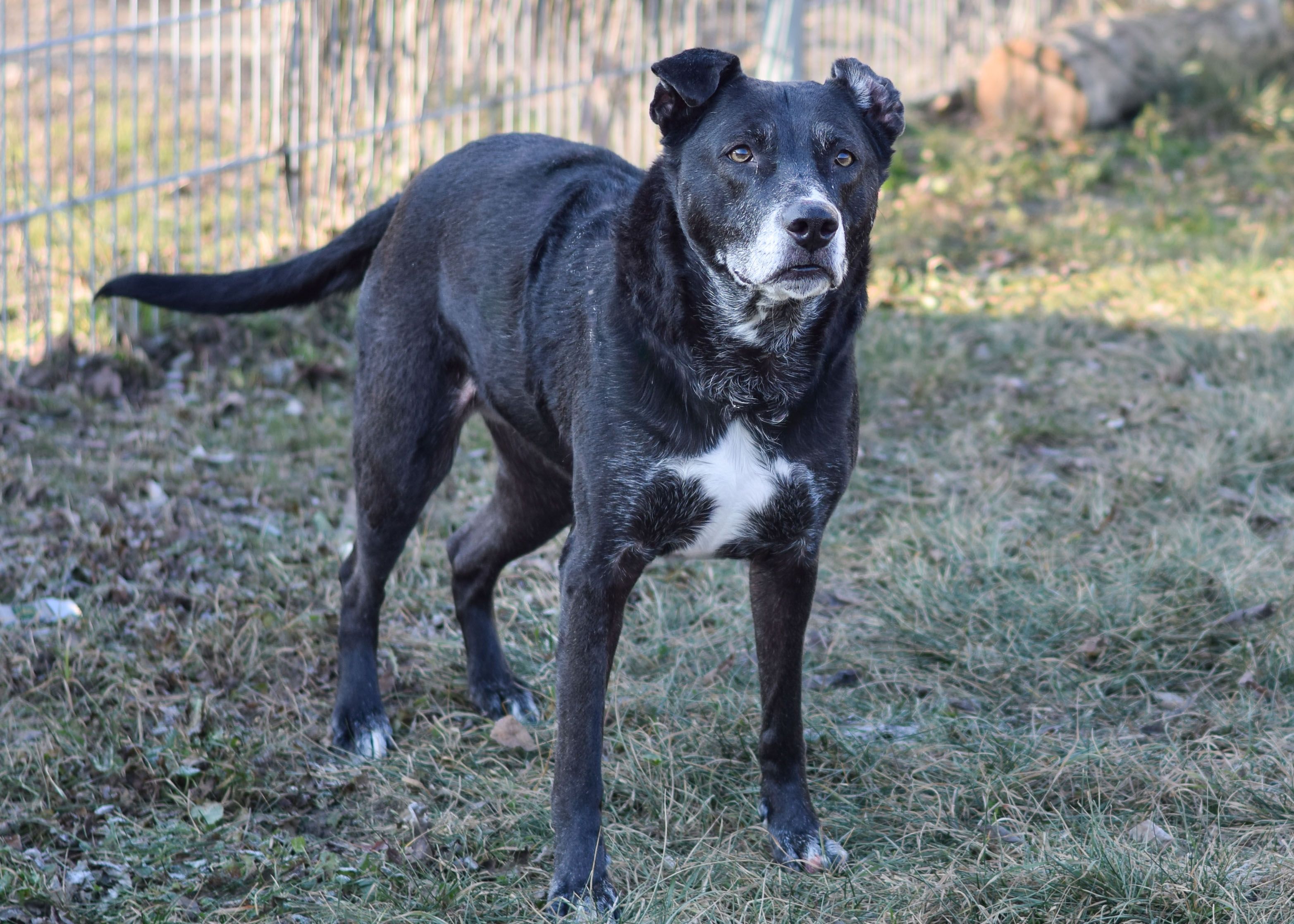 Eva ist eine freundliche Hündin im besten Alter und noch gerne unterwegs.