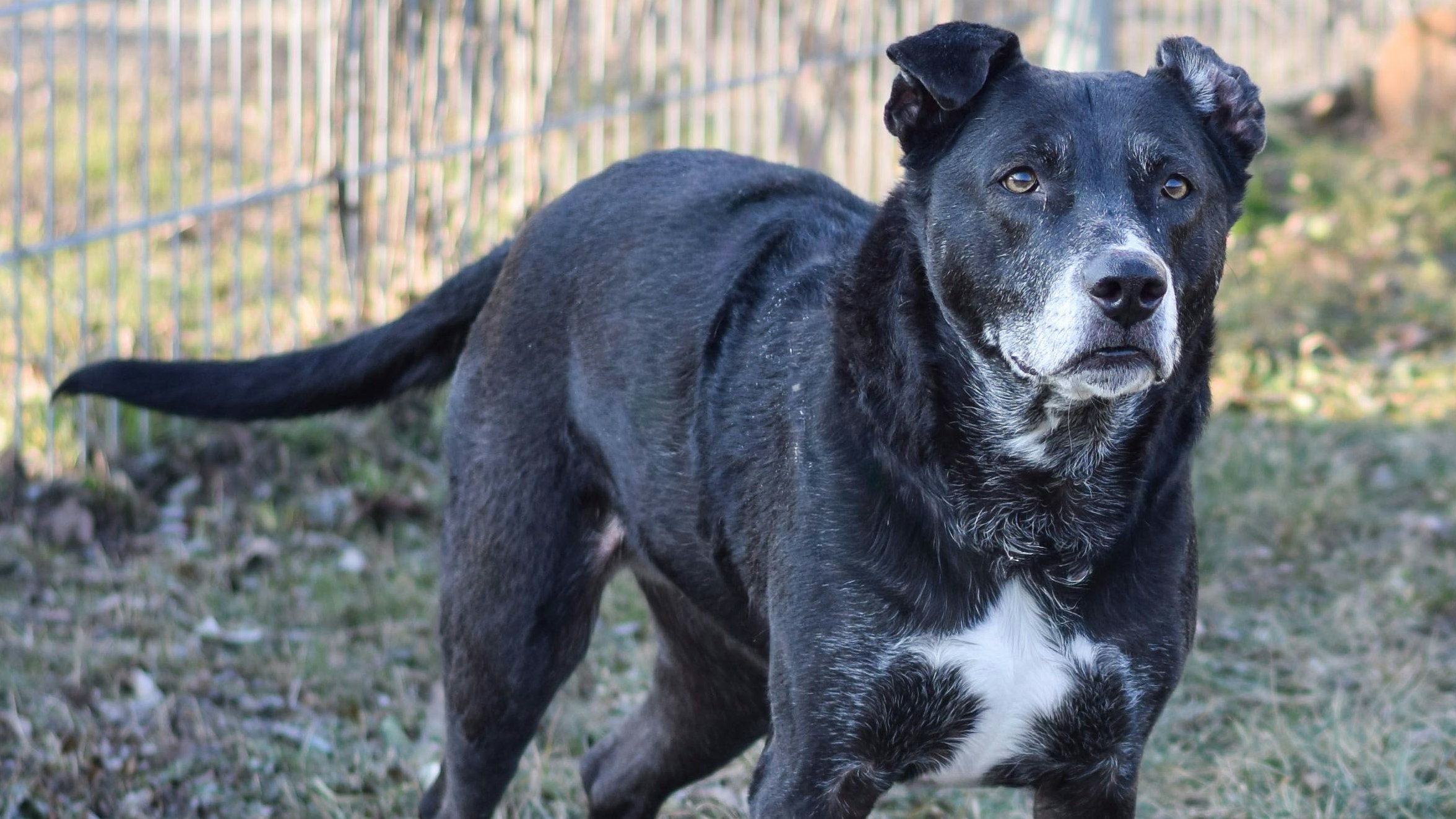 TierQuarTier Wien –  Viel Schlechtes erlebt ! Hunde - Omi sucht neues Zuhause