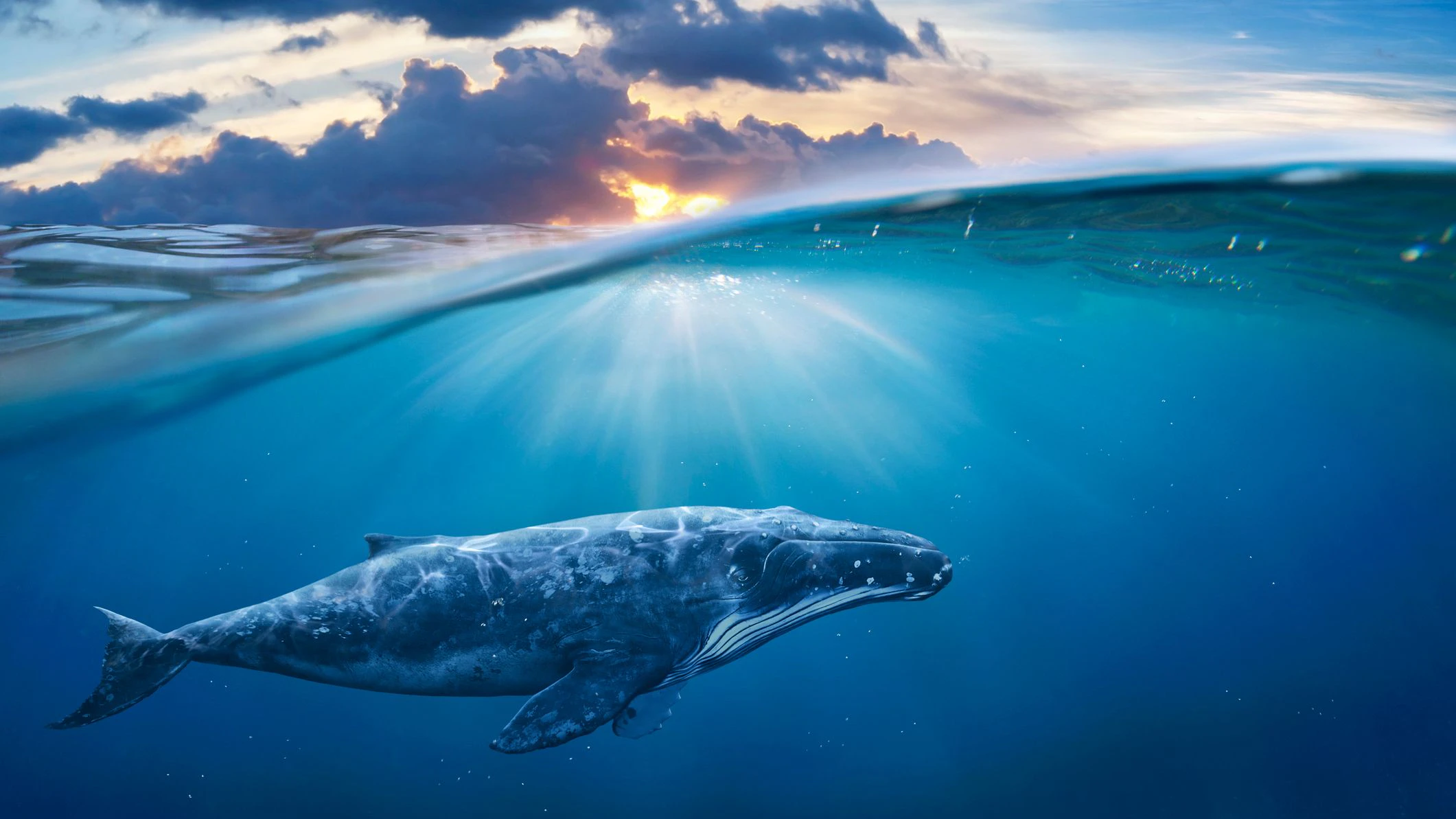 whale in half air
