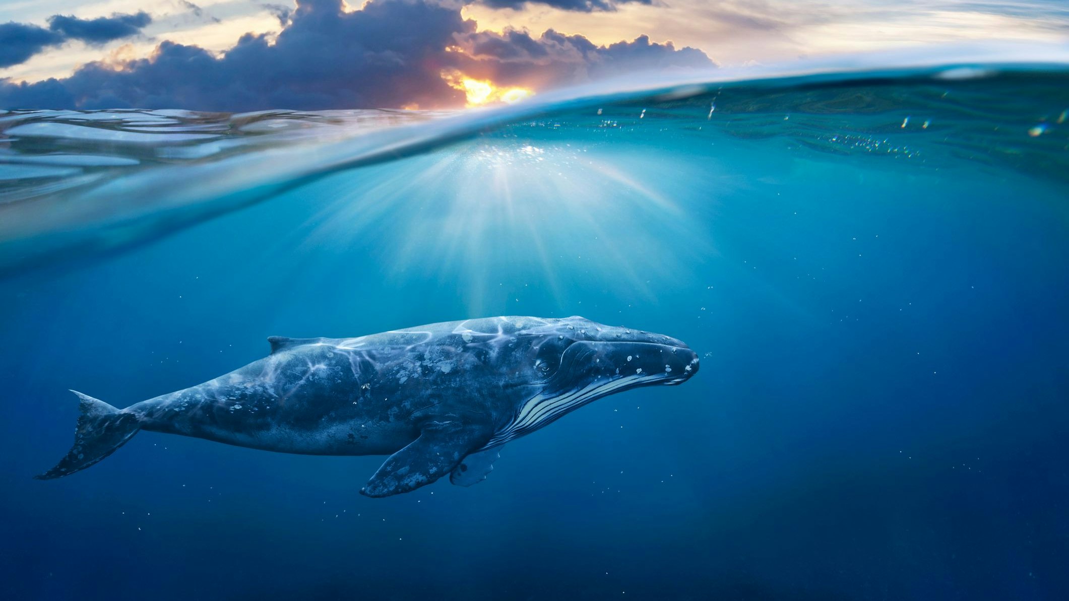 Heute.at - Hochseevertrag – Was das Ozean-Abkommen wirklich bringt