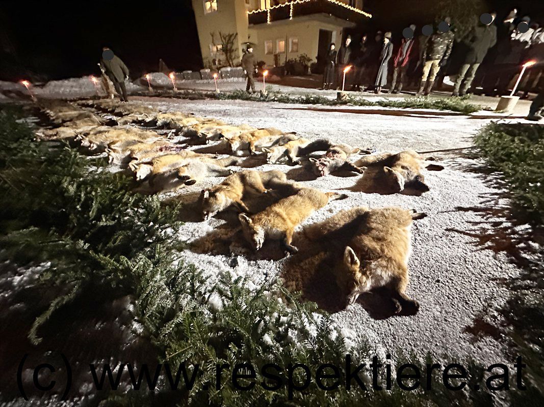 Auf einem schneebedeckten Feld liegen bei der 