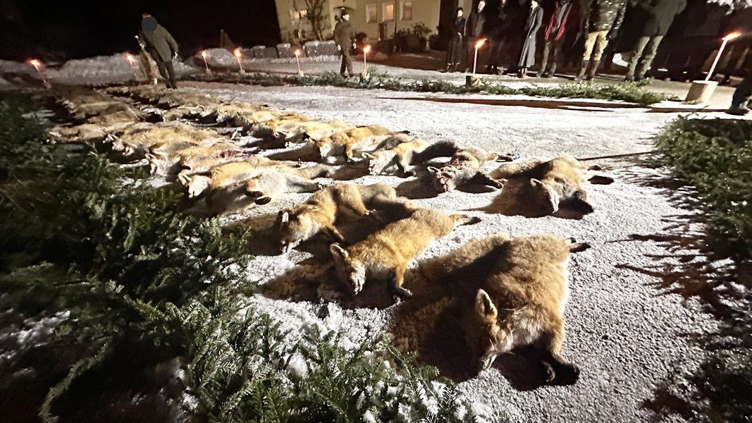 Heute.at - 50 tote Tiere im Schnee – Protest gegen Fuchsjagd