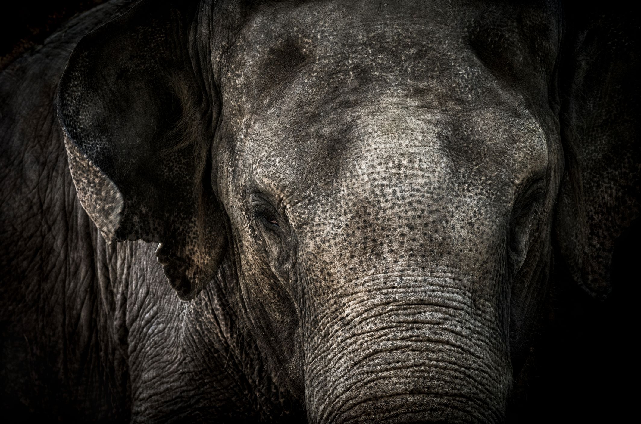 Heute.at - Junger Elefantenbulle tötet Menschen am laufenden Band