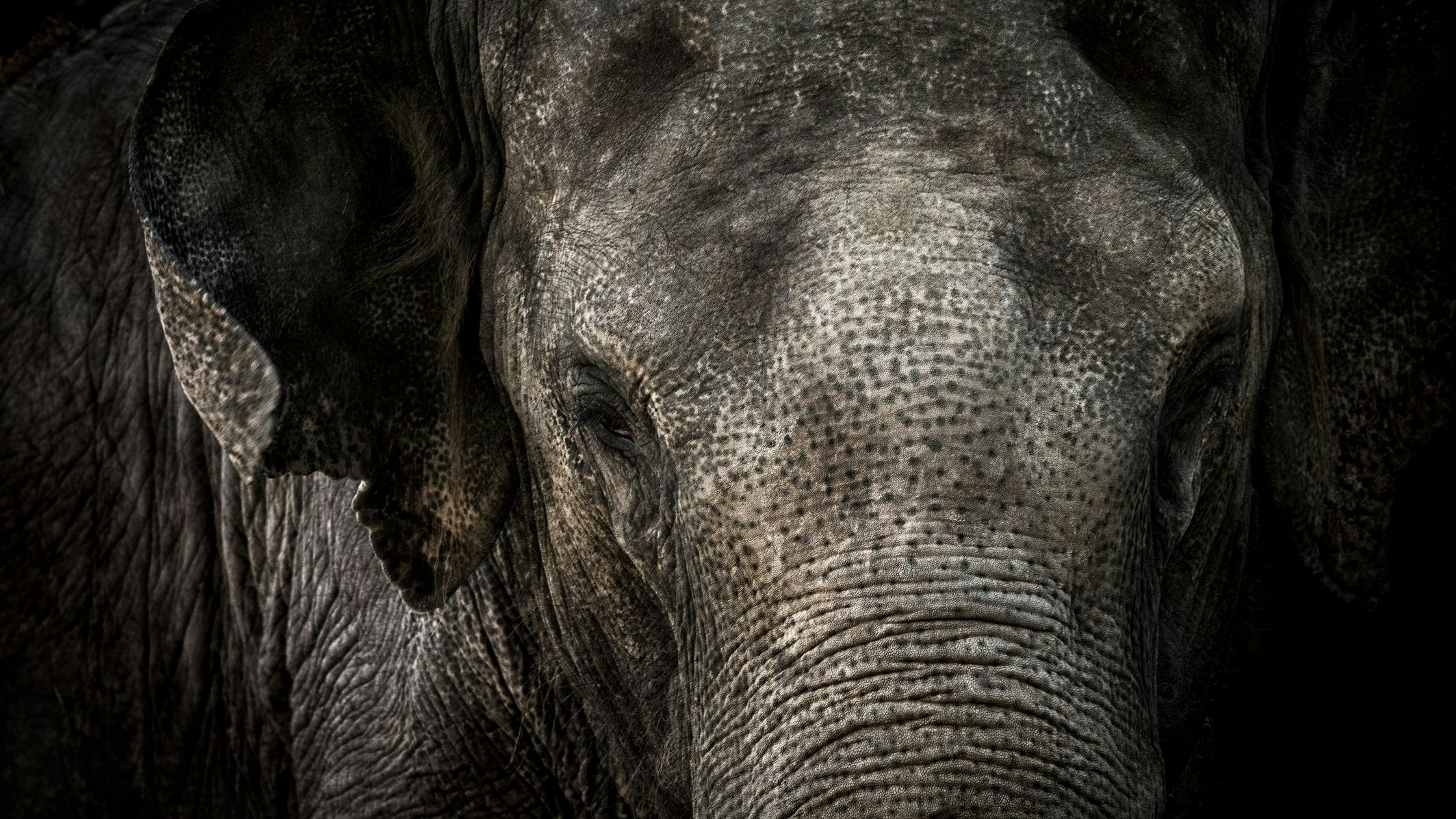 Heute.at - Junger Elefantenbulle tötet Menschen am laufenden Band