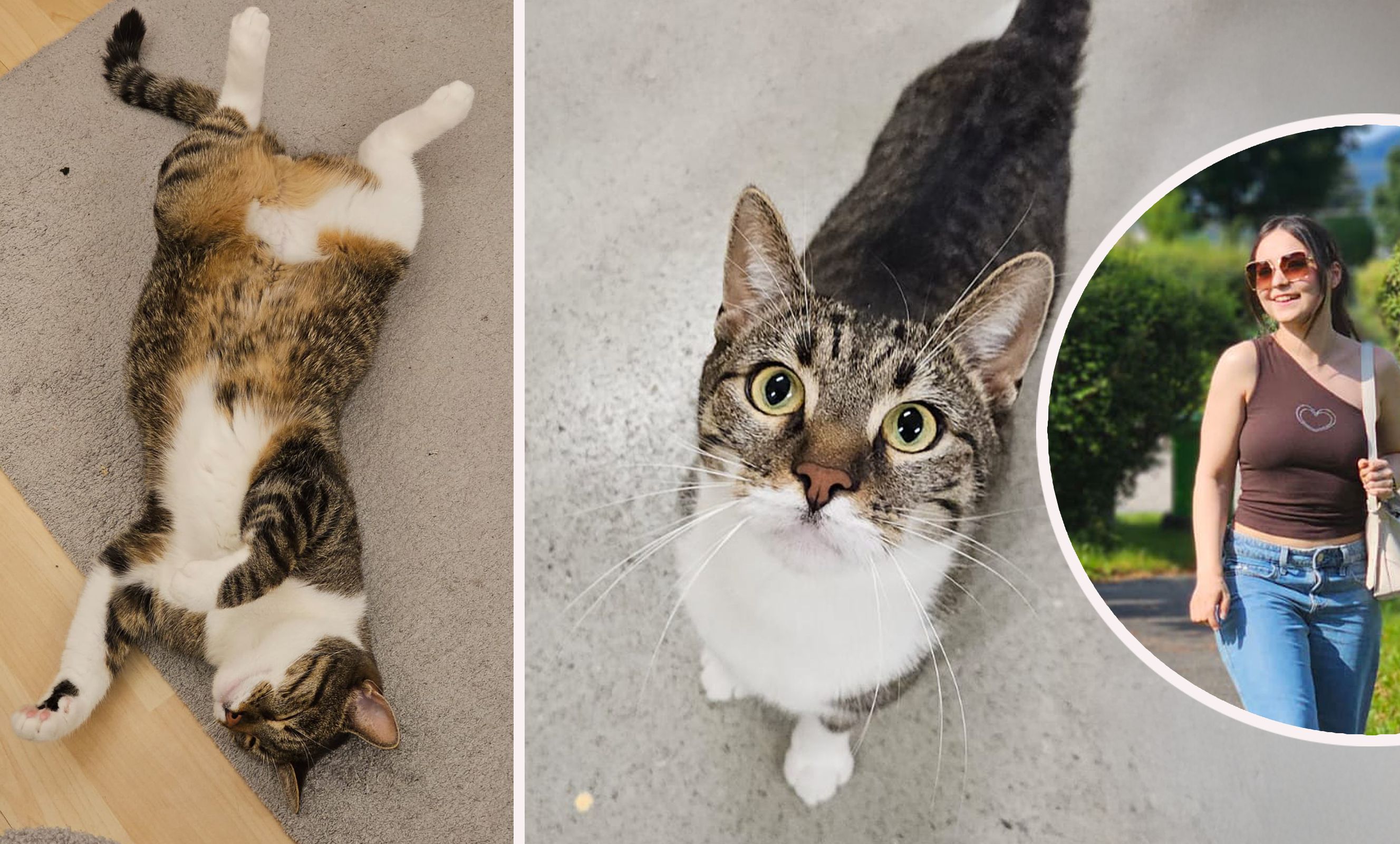 Charlie Bean: Der Kater steht im Zentrum eines Streits zwischen seiner Besitzerin und dem Tierheim.