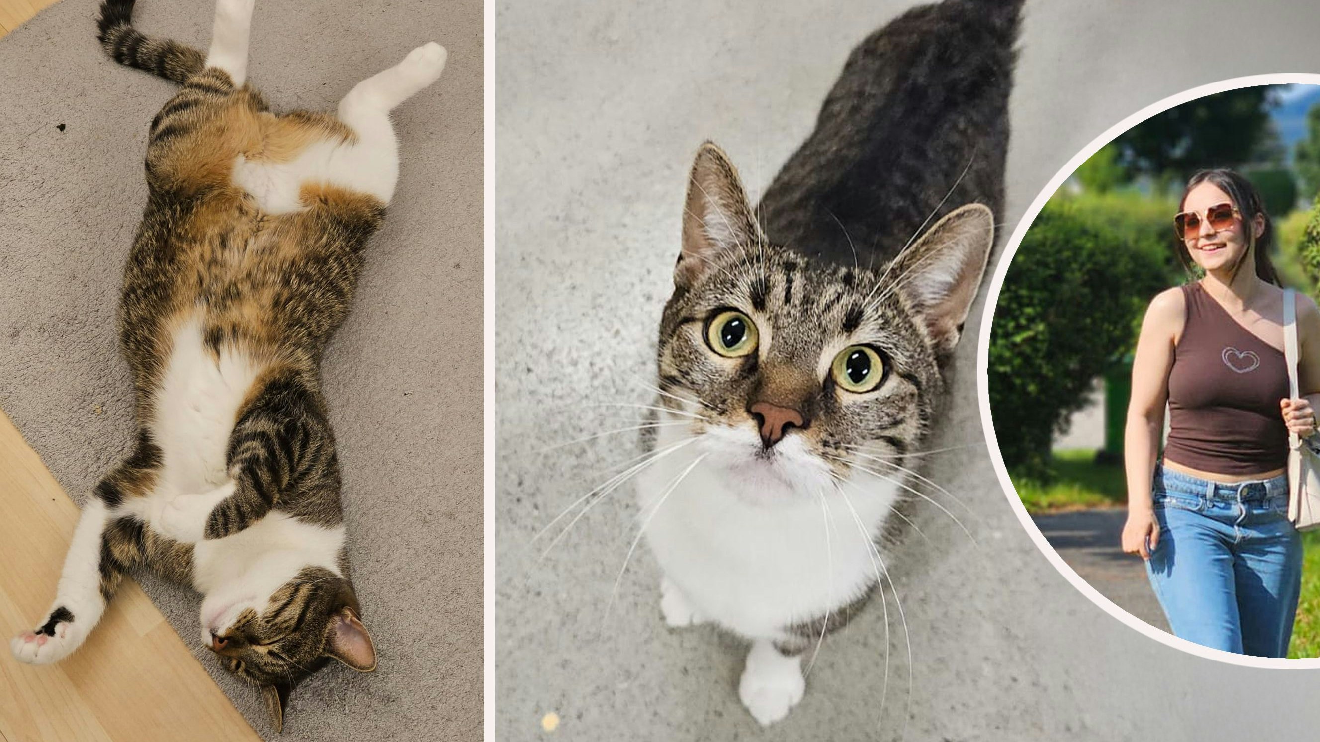 Katzen - Mama bangt um Kater –  Will Charlie zurück ! – Tierheim gibt Katze nicht her