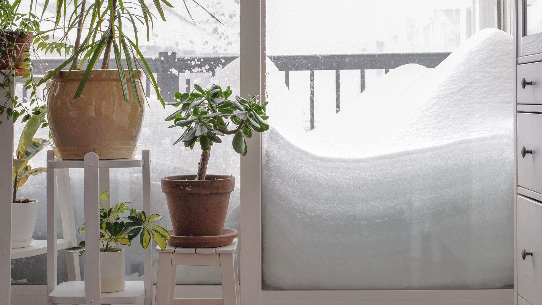 Pflanzen, wie Geranien, Petunien und Oleander, können sich mit der jetzigen Kälte nicht anfreunden.