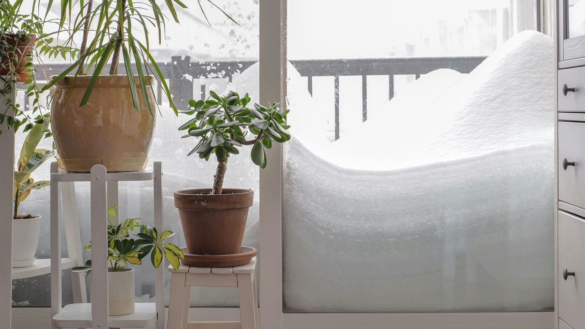 Pflanzen, wie Geranien, Petunien und Oleander, können sich mit der jetzigen Kälte nicht anfreunden.