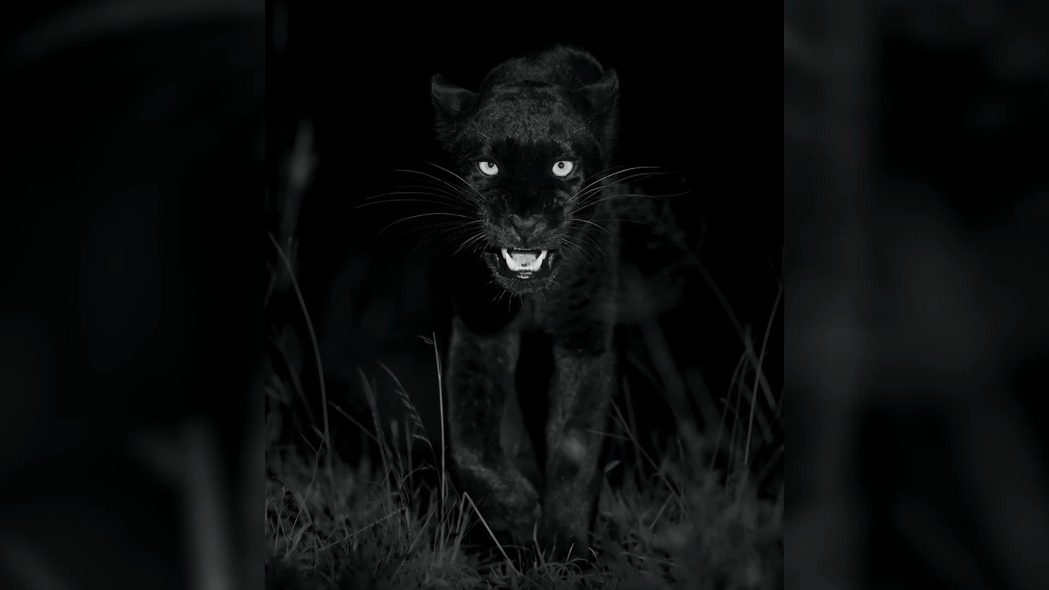 Heute.at - Die einzige Giza in Afrika geht direkt auf Kamera zu